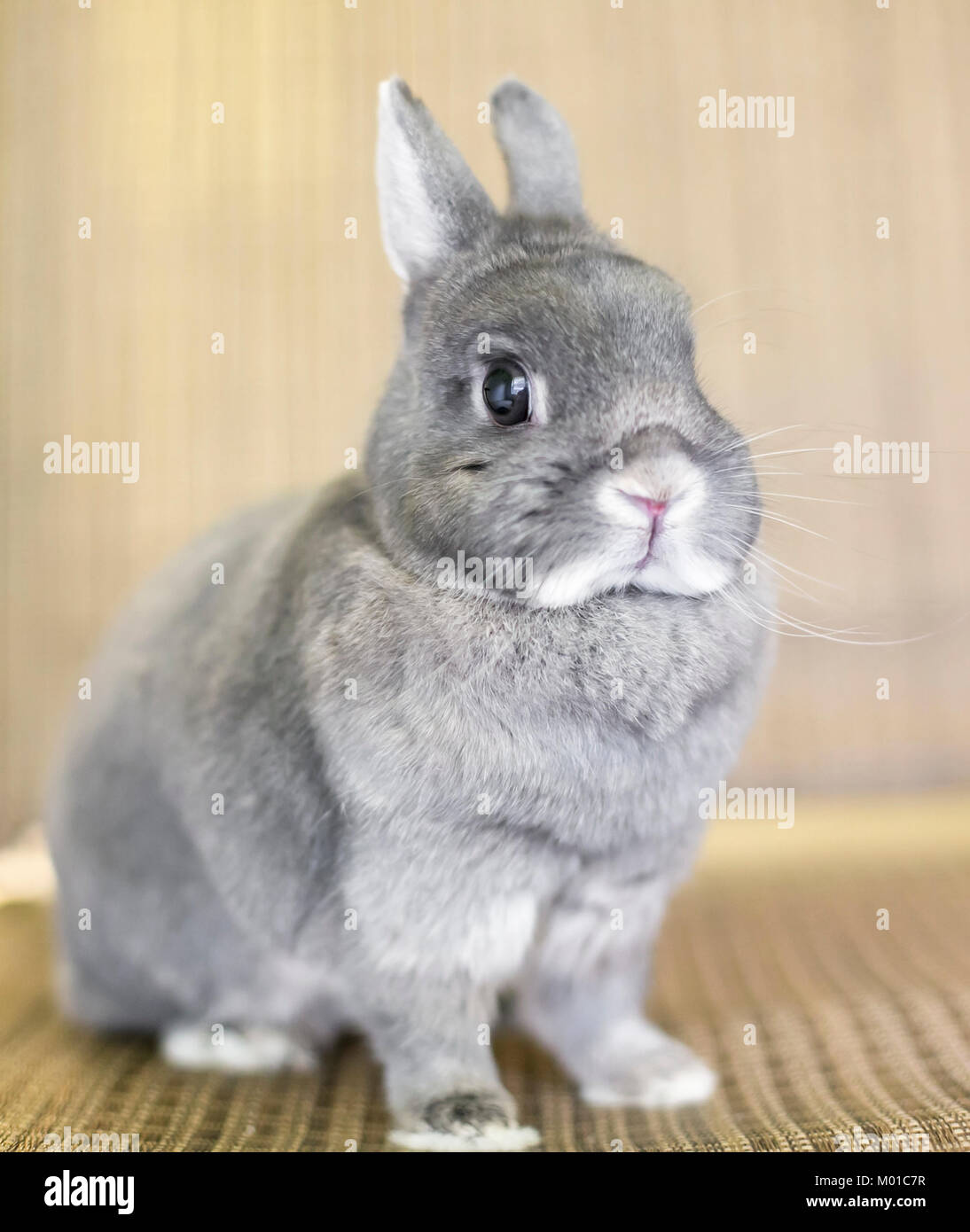 Portrait of a gray Dwarf rabbit Stock Photo
