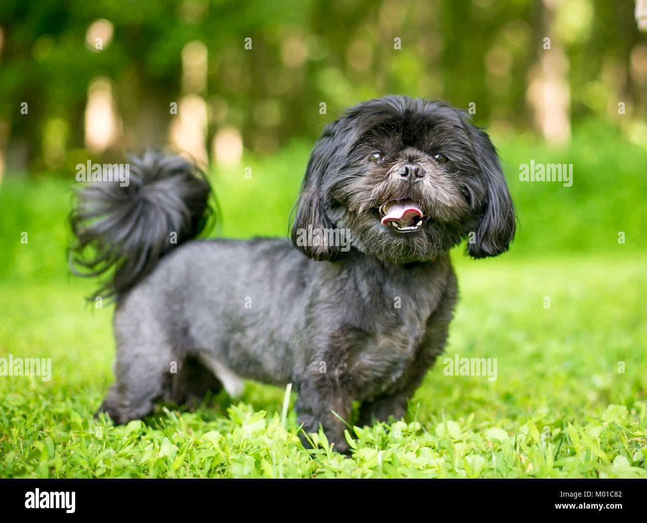Portrait of a black Shih Tzu dog outdoors Stock Photo