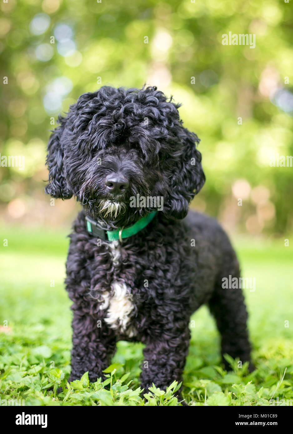 Portrait of a black and white Poodle mixed breed dog outdoors