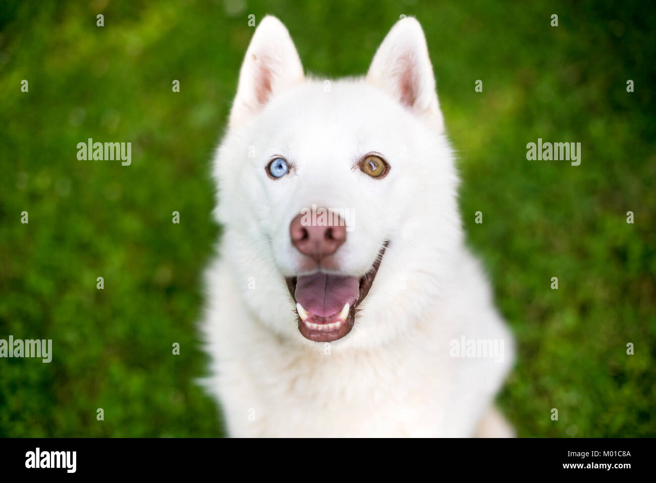 Close Up Of A White Husky Dog With Heterochromia One Blue Eye And One Brown Eye Stock Photo Alamy