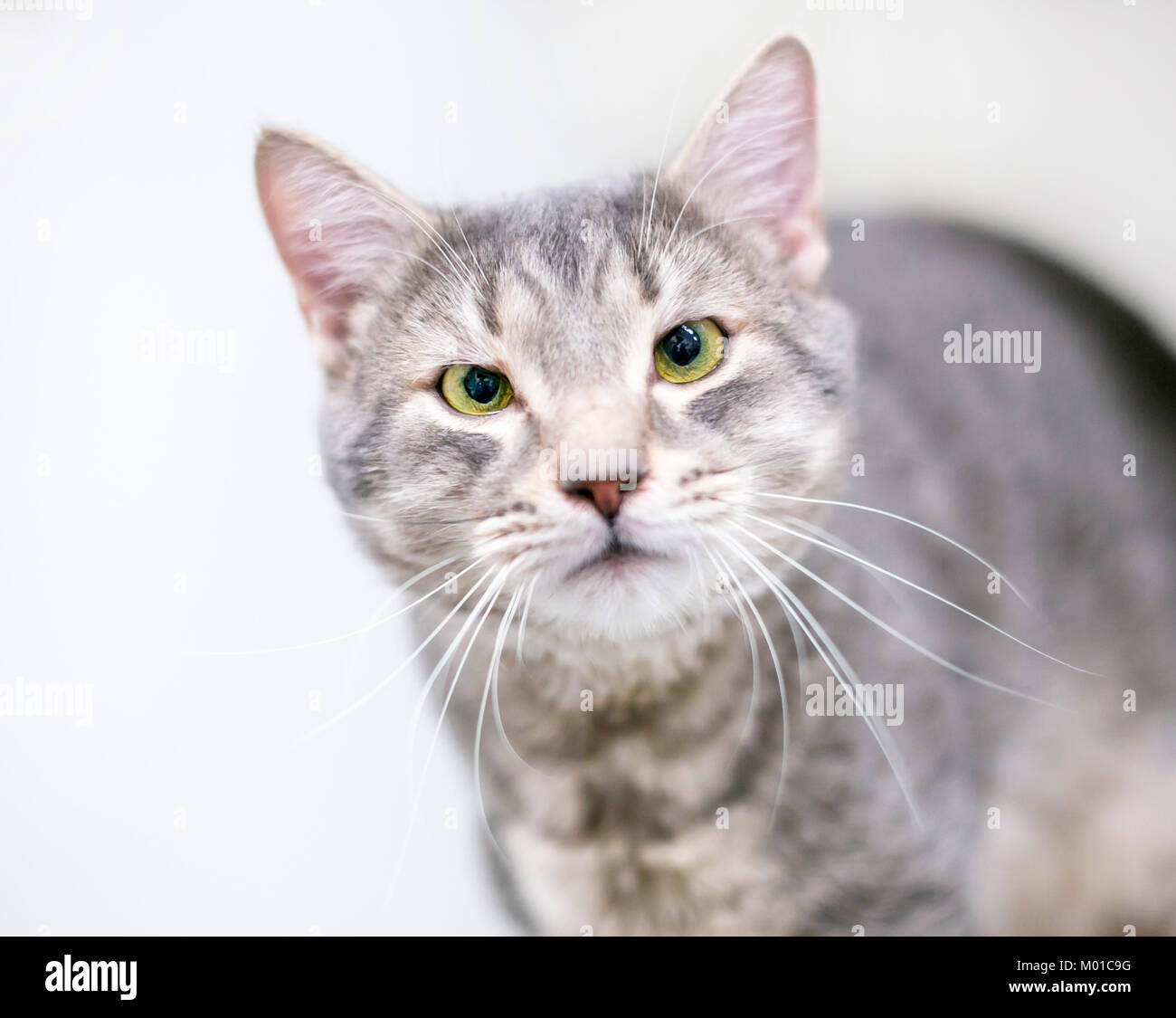 Cross eyed look hires stock photography and images Alamy