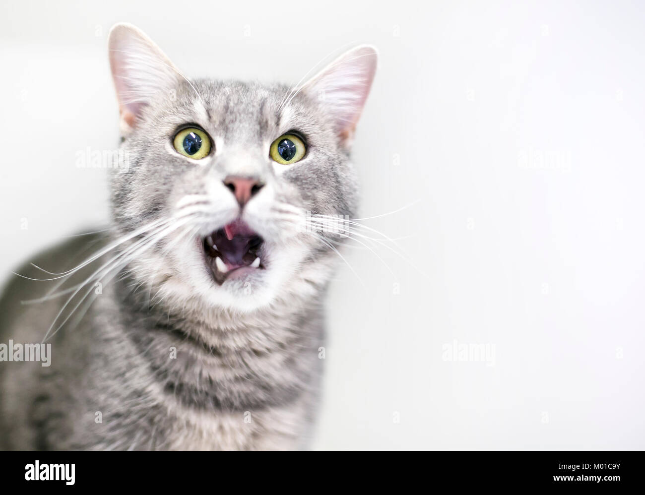 A gray tabby domestic shorthair cat licking its lips Stock Photo Alamy