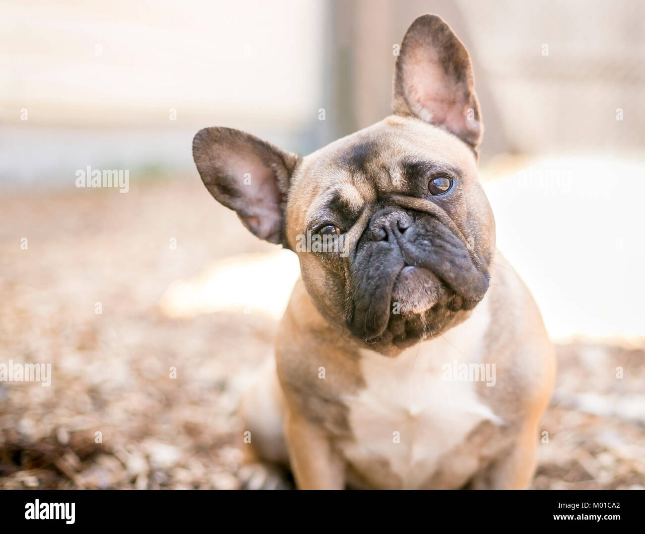 A cute fawn colored French Bulldog Stock Photo