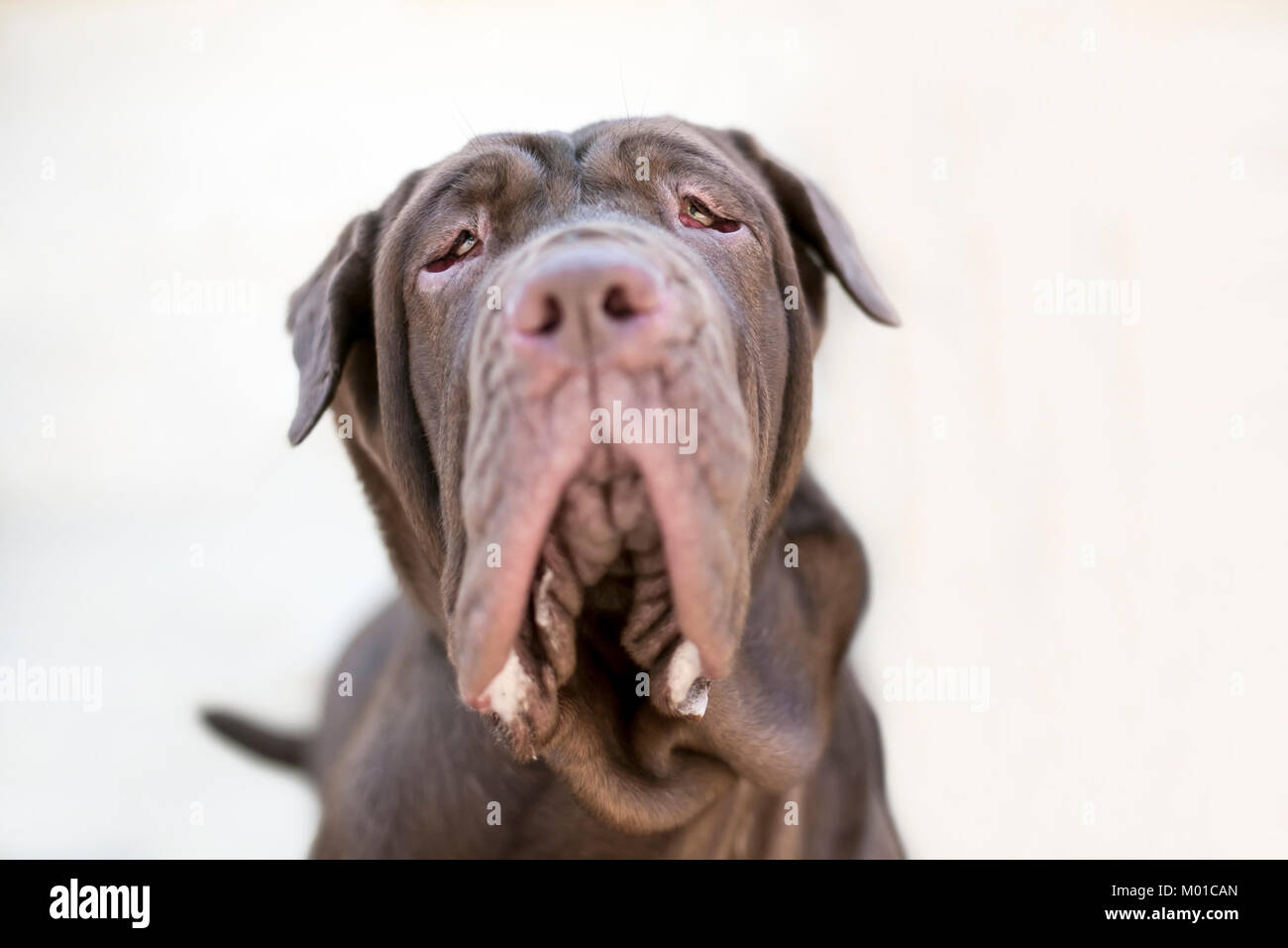 A Neapolitan Mastiff dog Stock Photo