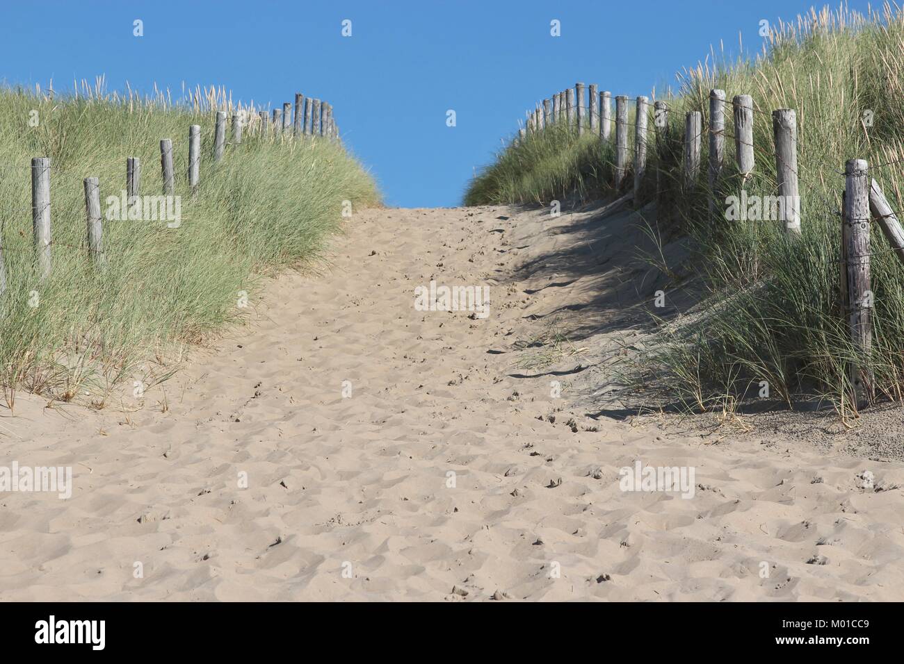 sandy path through the dunes Stock Photo - Alamy