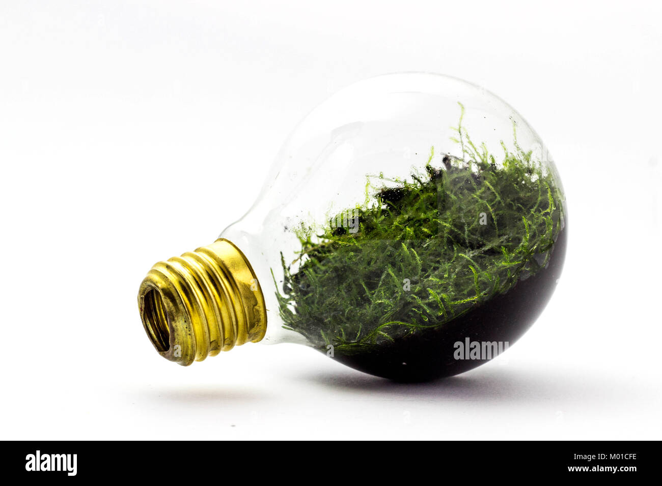 Alternative way of recycling incandescent lamps by planting ...