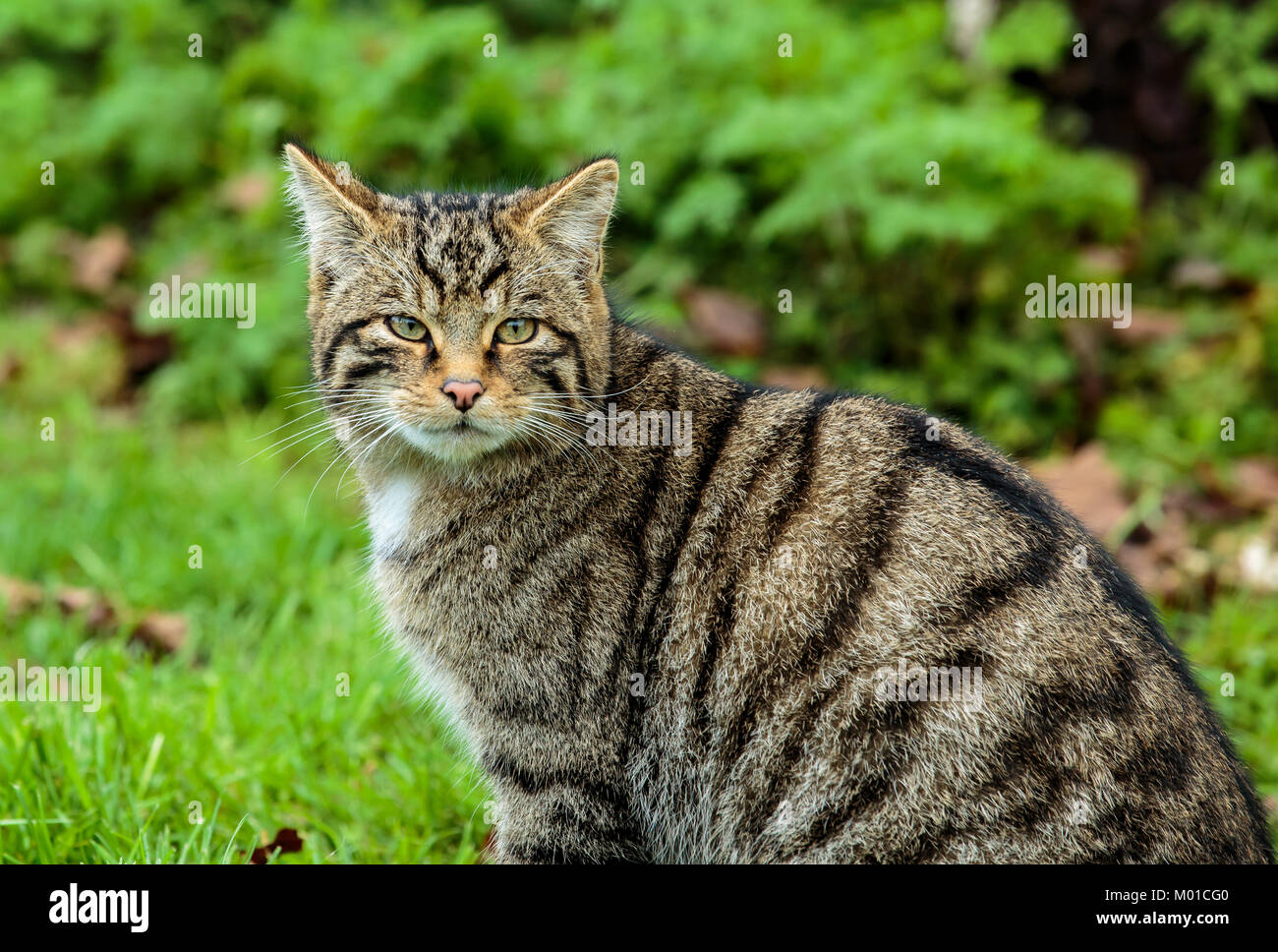 A Scottish Wildcat Stock Photo