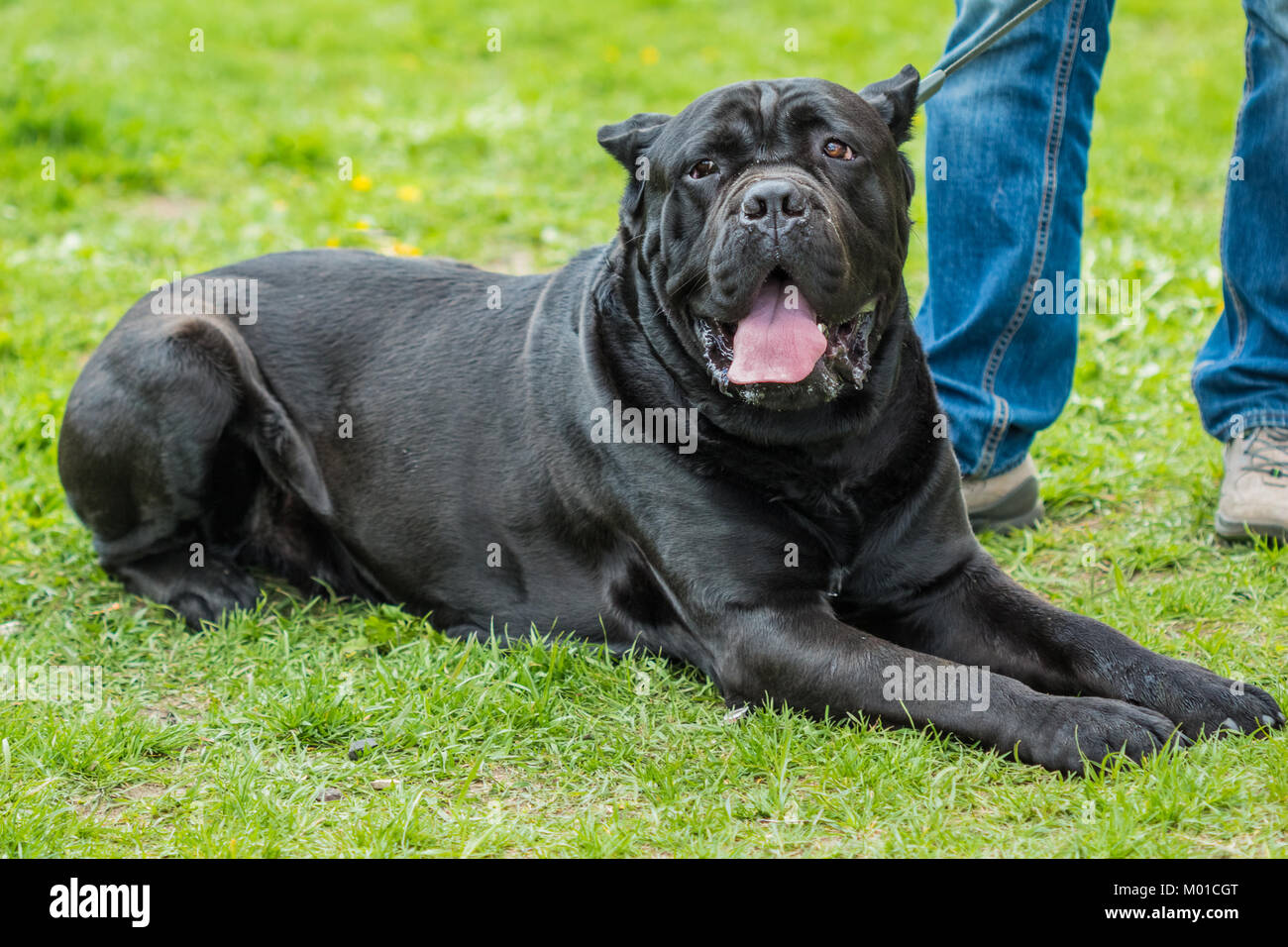 Cane Corso Stock Photos Cane Corso Stock Images Alamy