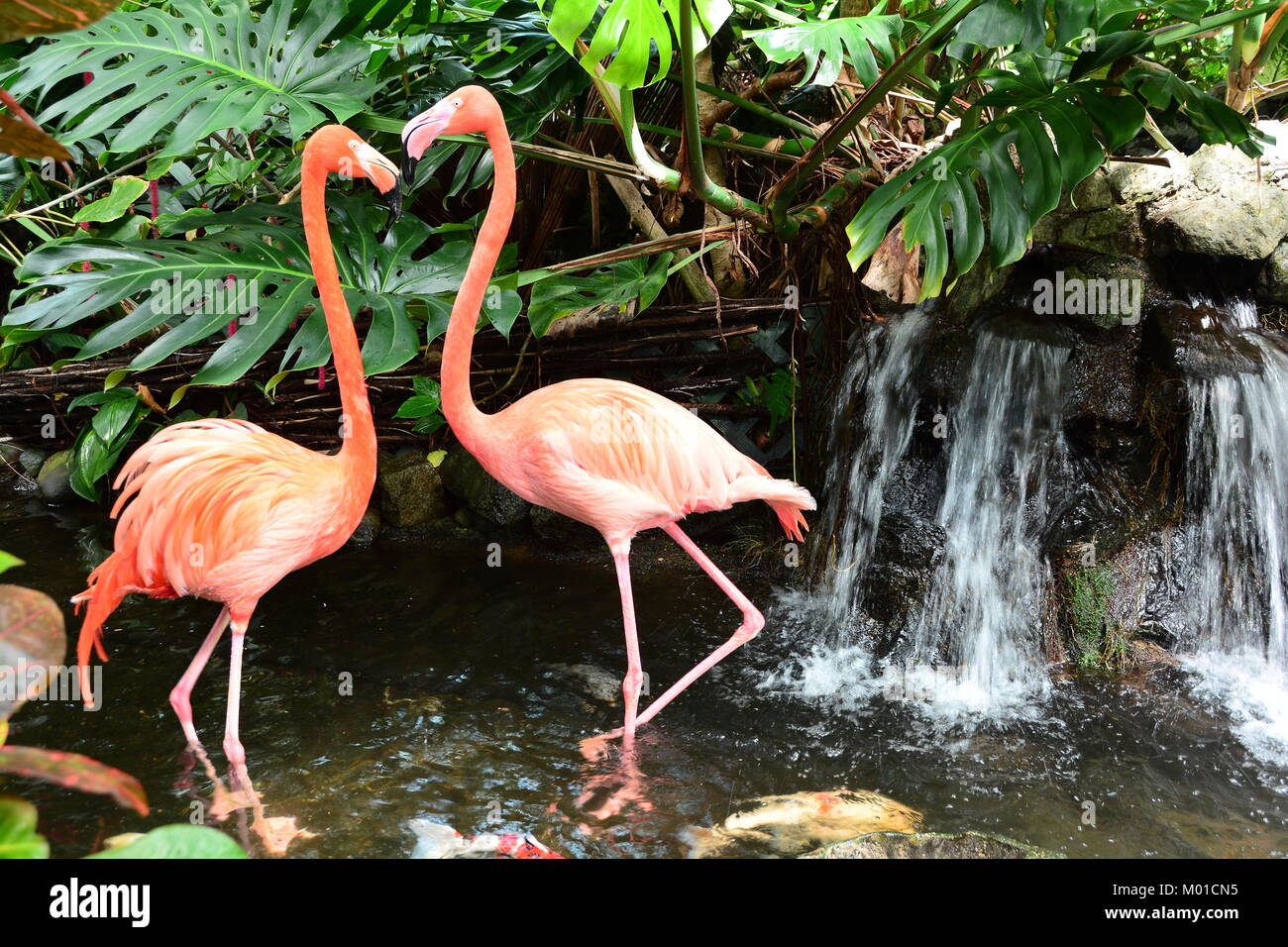 A pair of pretty pink flamingos frolic in the water by the waterfall. Stock Photo