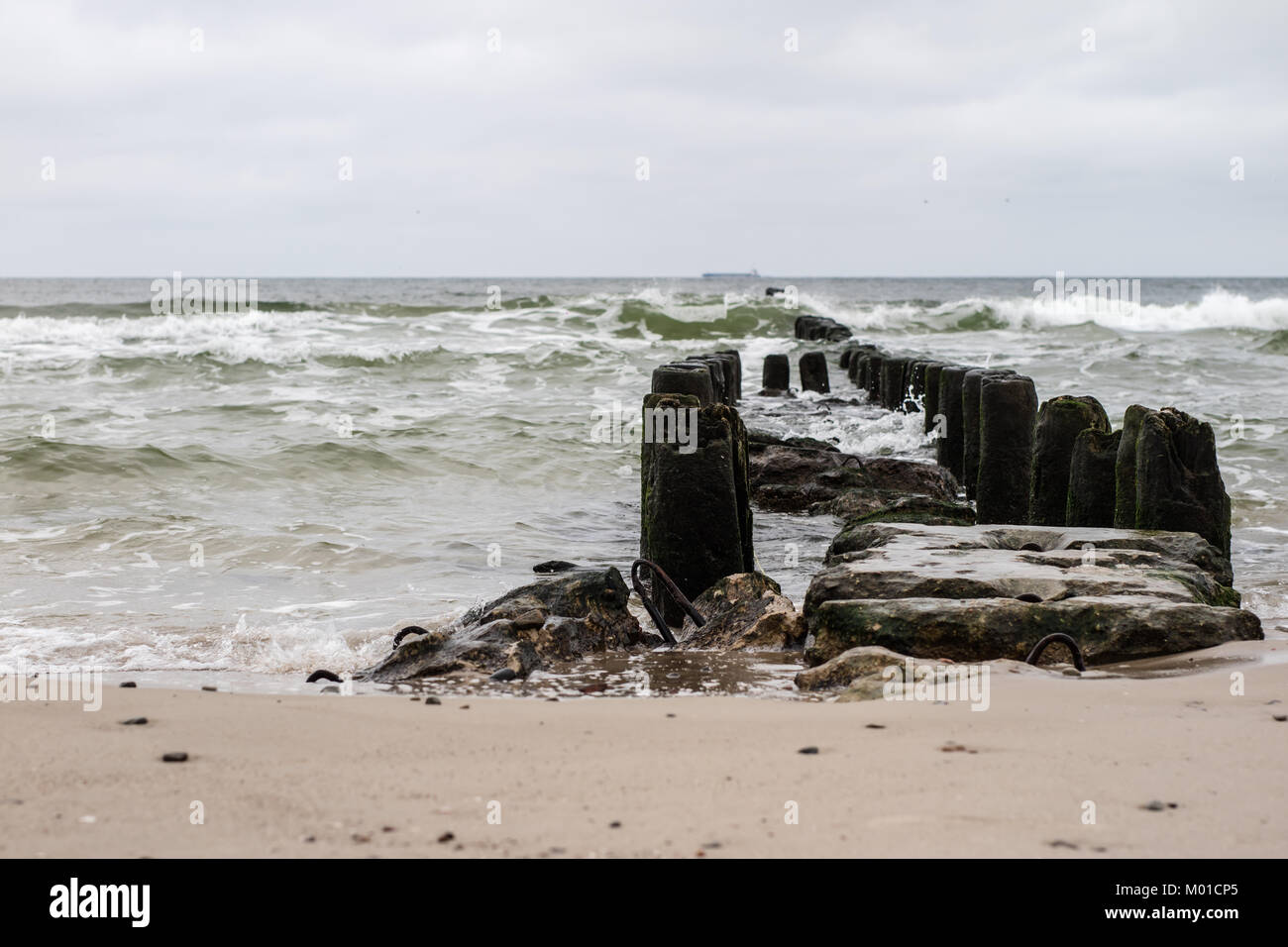 A breakwater built of wooden logs by the Baltic Sea. Baltic Sea shore ...