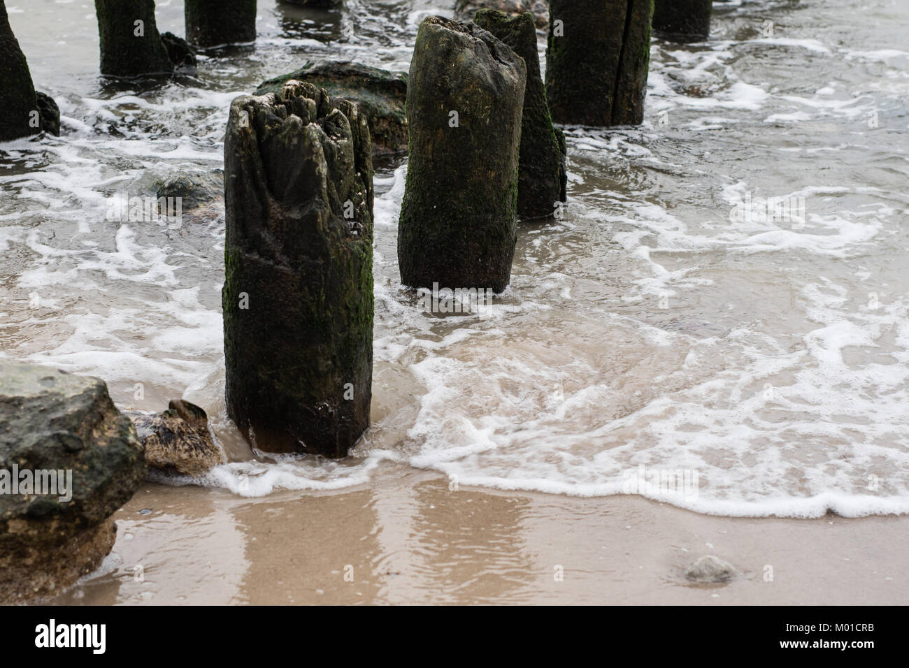 A breakwater built of wooden logs by the Baltic Sea. Baltic Sea shore ...