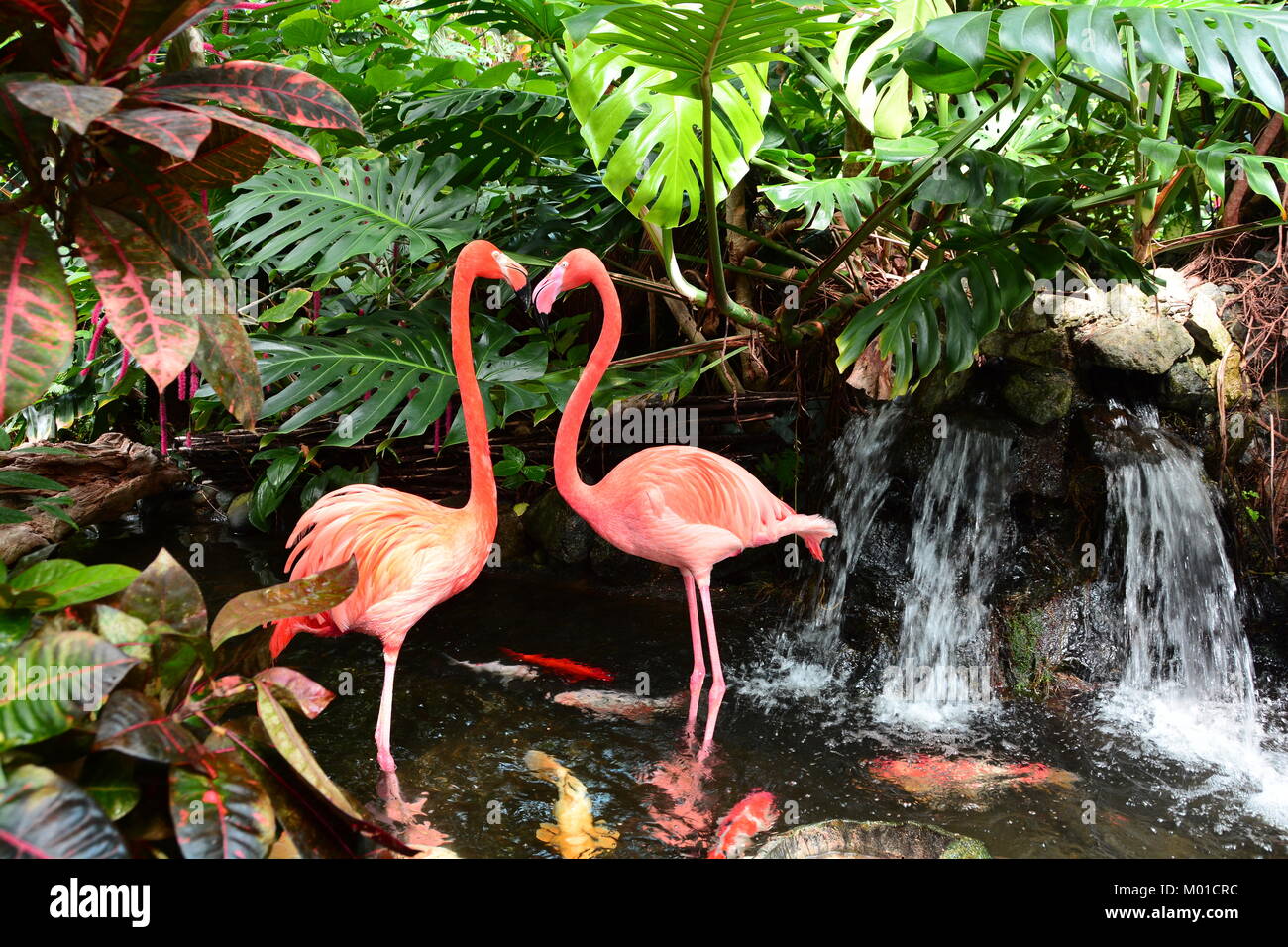 A pair of pretty pink flamingos frolic in the water by the waterfall. Stock Photo