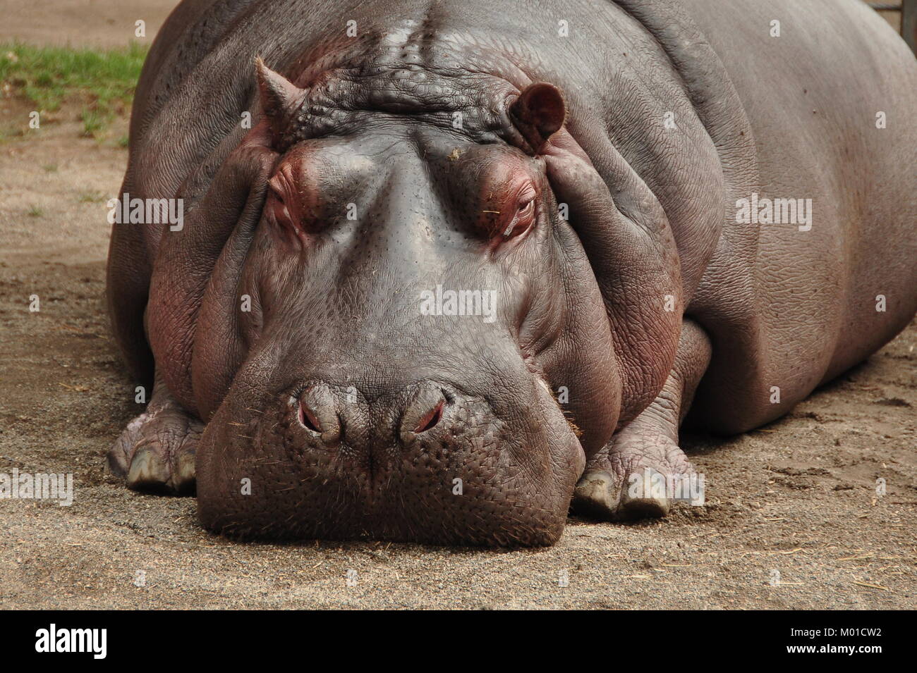A hippo relaxes with some shut eye because it can at the zoo in Calgary Alberta, Canada. Stock Photo
