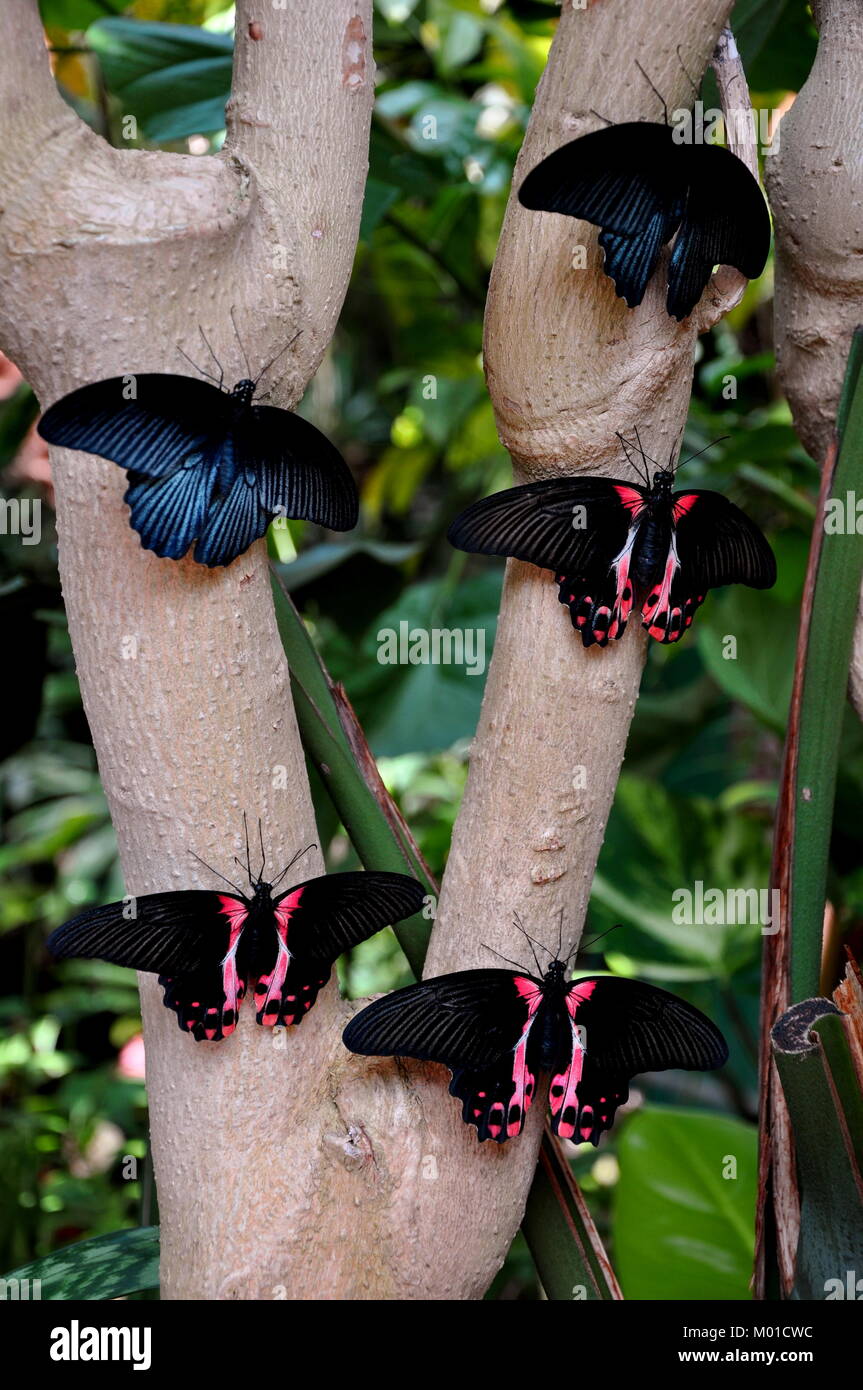 Group of butterflies on a tree hires stock photography and images Alamy