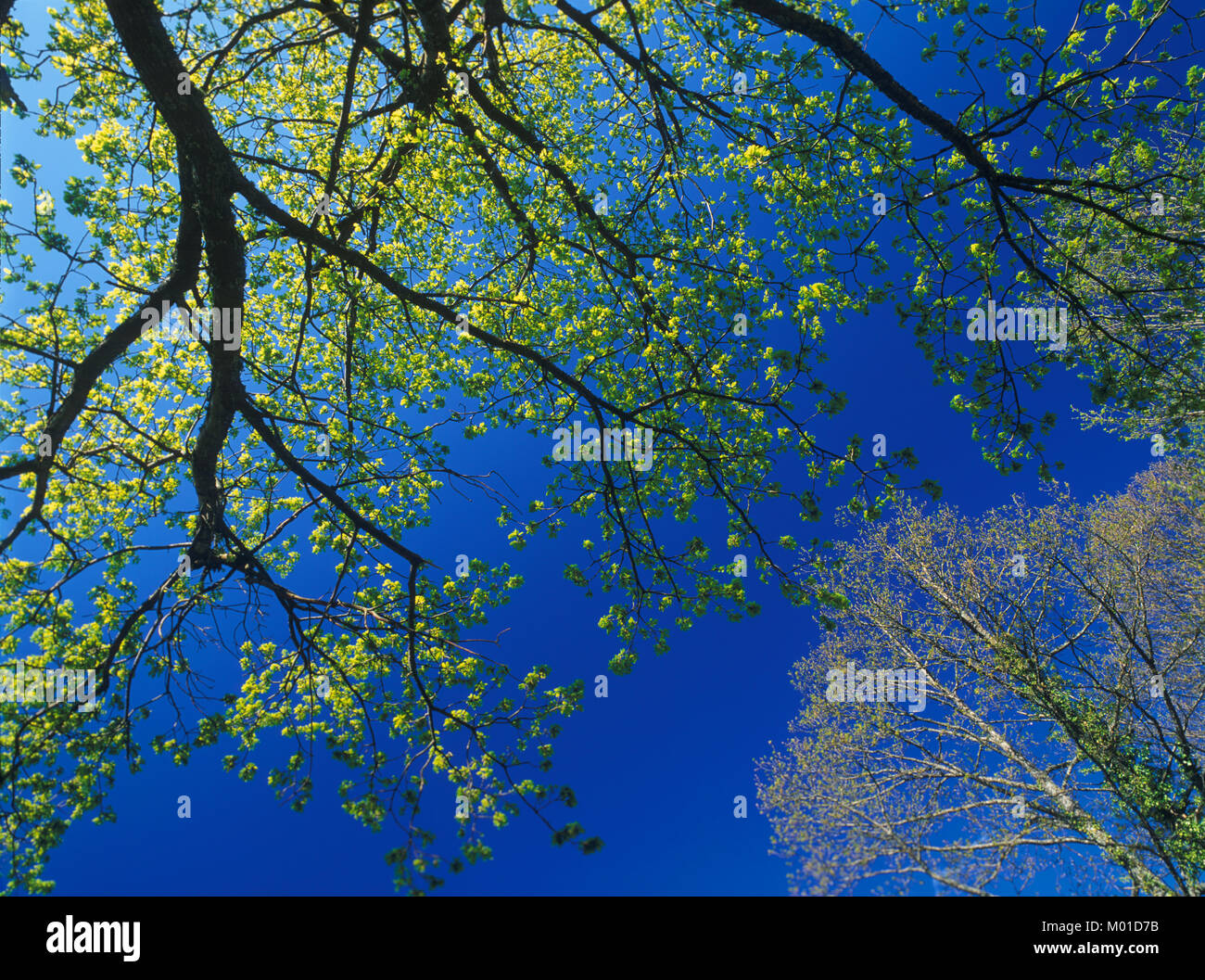Europa en la primavera hi-res stock photography and images - Alamy