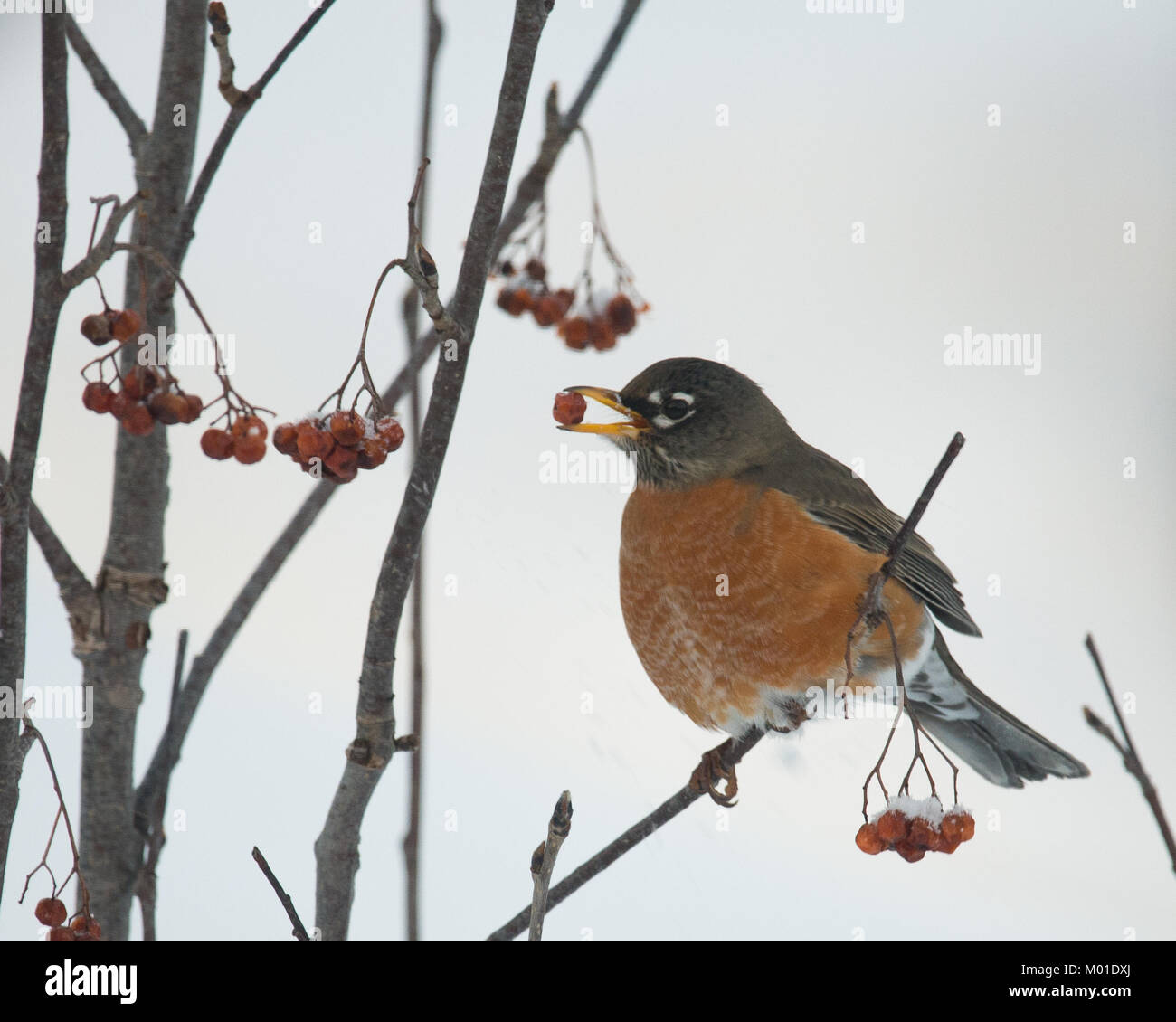 An American robin, Turdus migratorius, feeding on American Mountain-Ash, Sorbus americana, berries in the Adirondacks, NY in a snow storm. Stock Photo