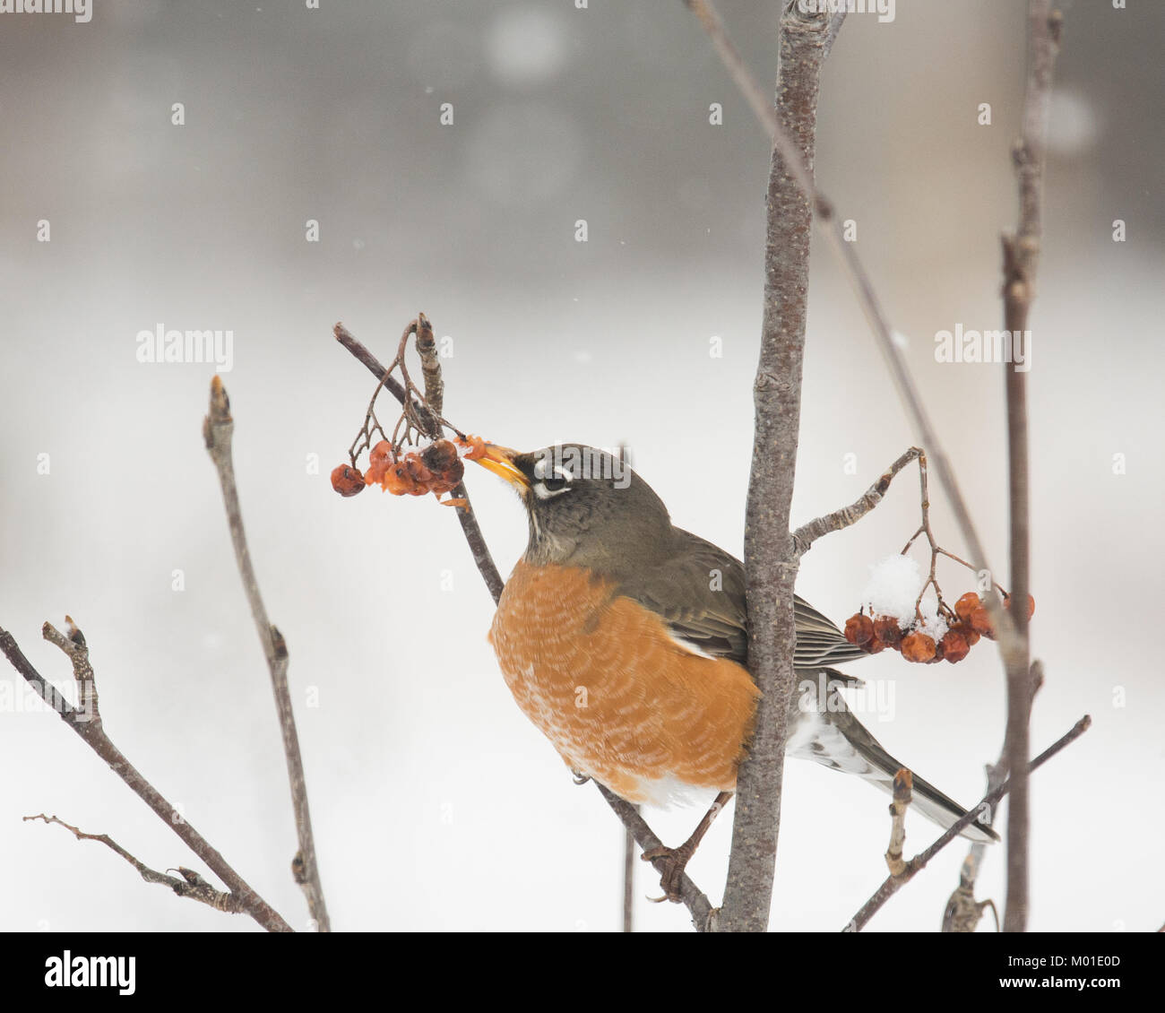 An American robin, Turdus migratorius, feeding on American Mountain-Ash, Sorbus americana, berries in the Adirondacks, NY in a snow storm. Stock Photo