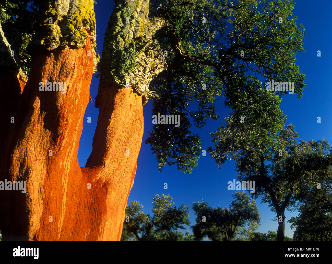 Cork Oak, Quercus suber, Spain, Europe Stock Photo Alamy