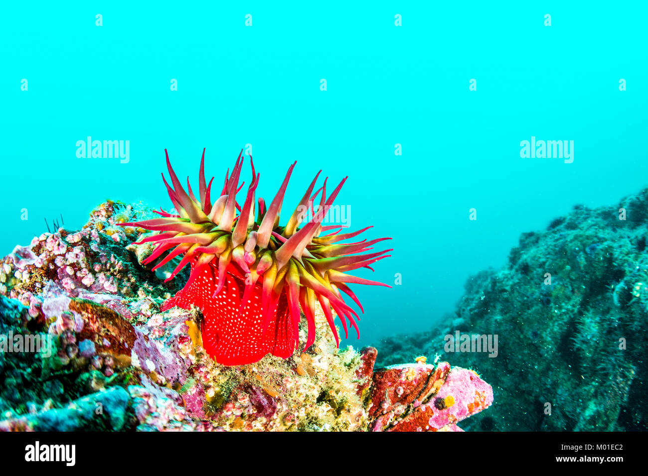 A red rose anemone perched atop a reef in Southern California's Channel Islands Stock Photo