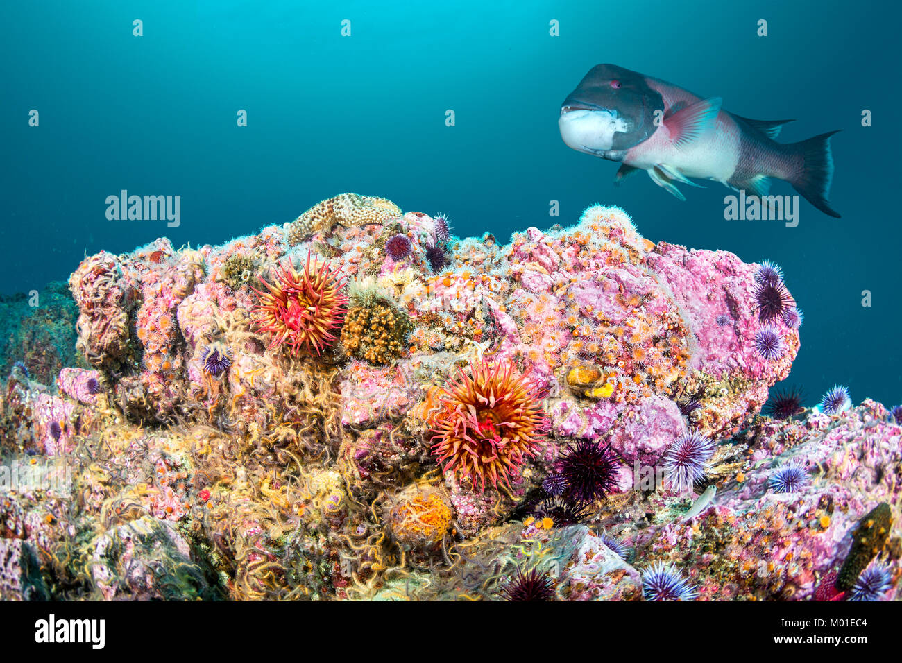 A red rose anemone perched atop a reef in Southern California's Channel Islands attracts a large sheephead gamefish Stock Photo