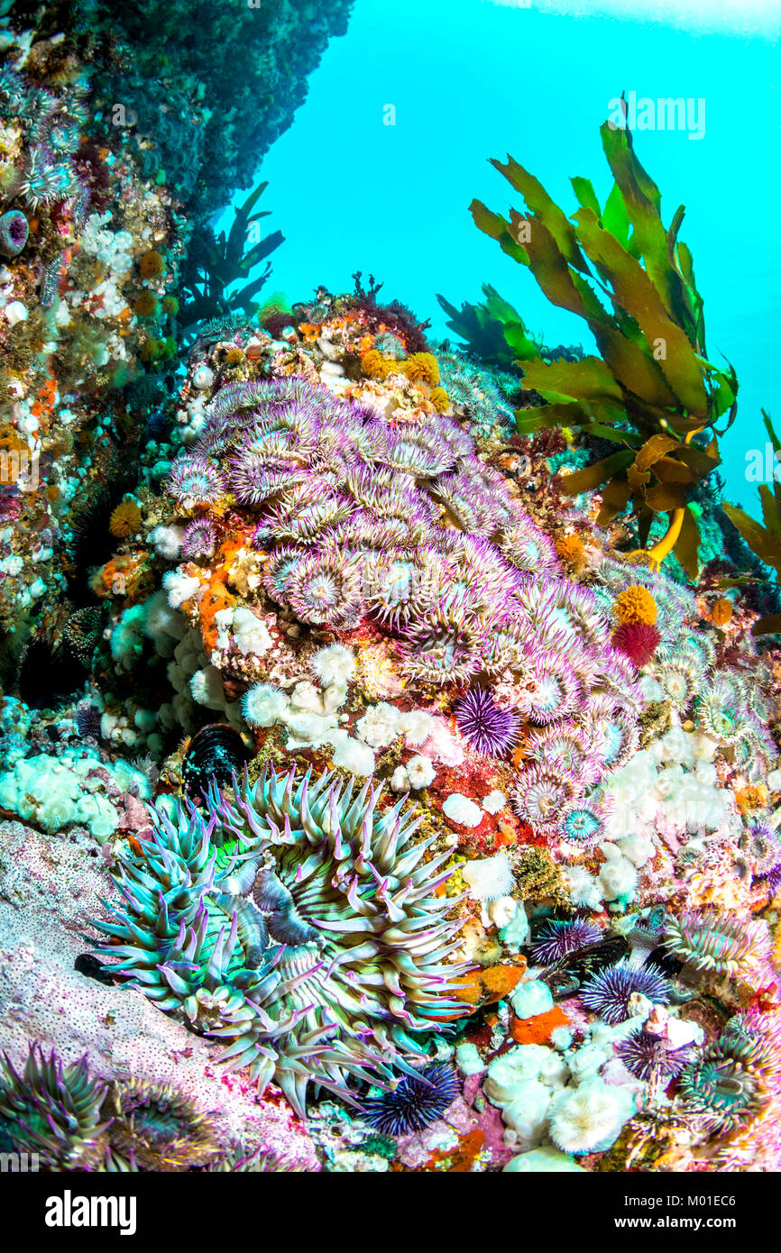 An aggregation of green sea anemones with purple tentacles on a colorful reef in southern California Stock Photo