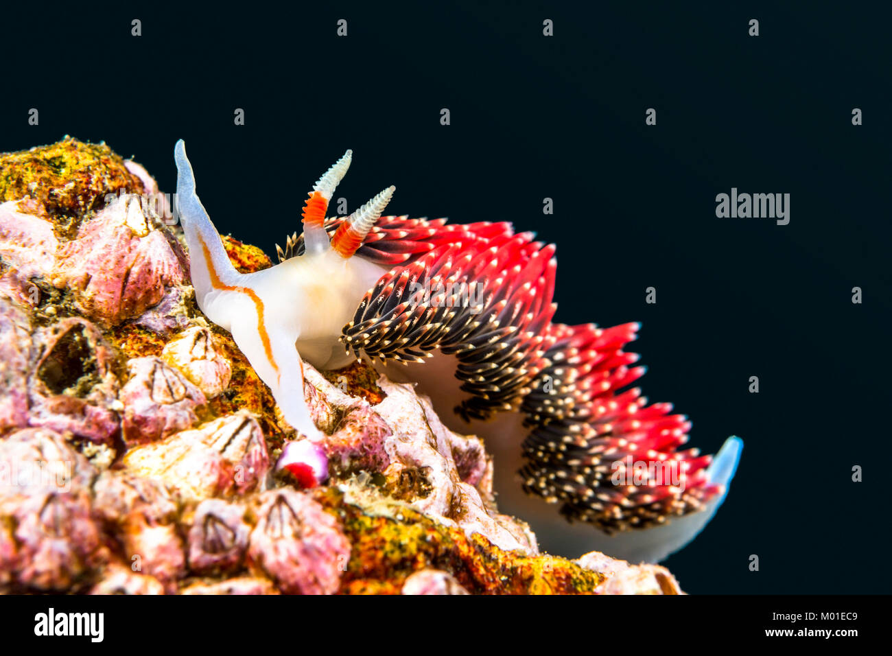 An underwater snail called Hilton's aeolid crawls on a reef in California's Channel Islands Stock Photo