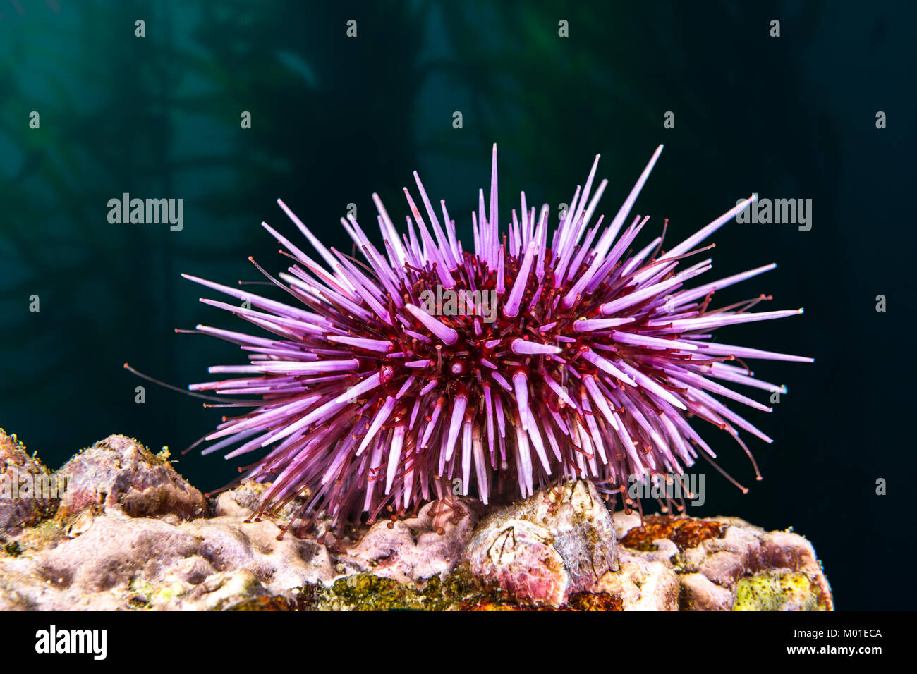A purple sea urchin rests atop a reef hoping to find its favorite food, kelp. Stock Photo