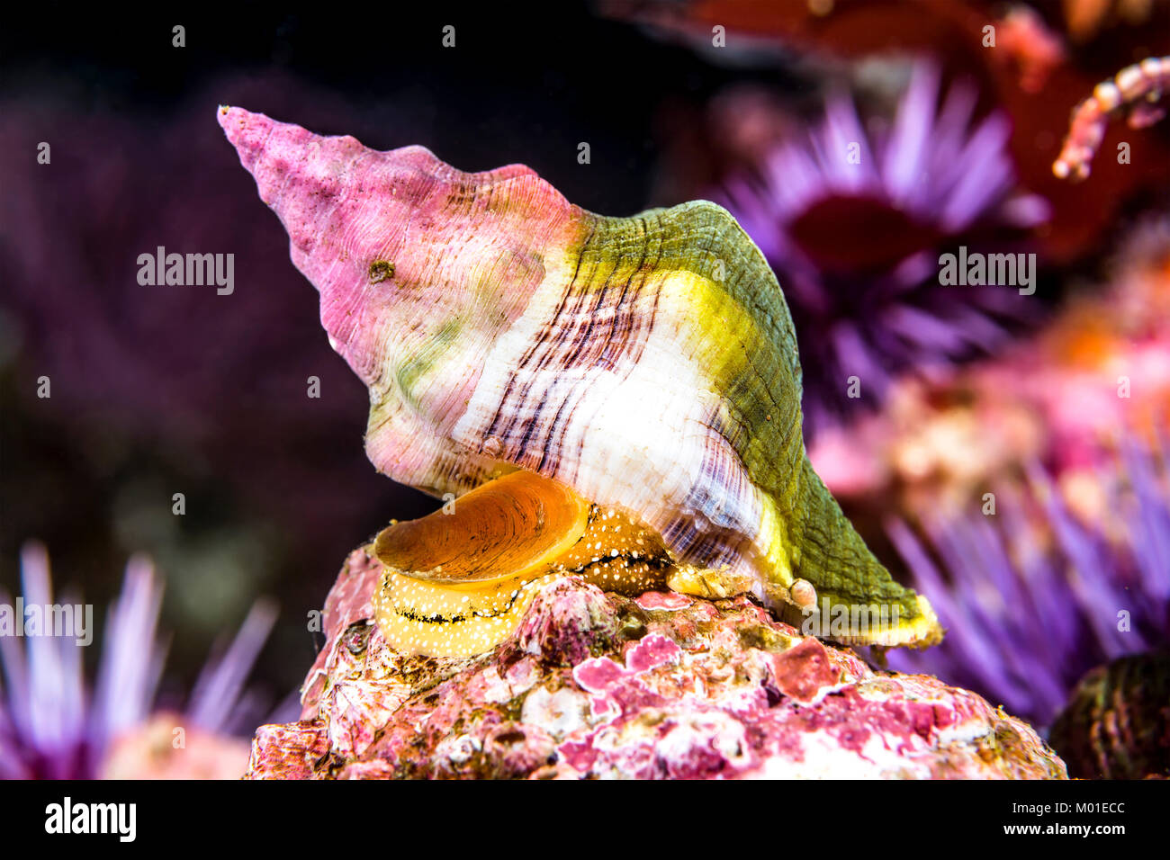 A Kellets Whelk snail crawls along an underwater reef in California's Channel Islands Stock Photo