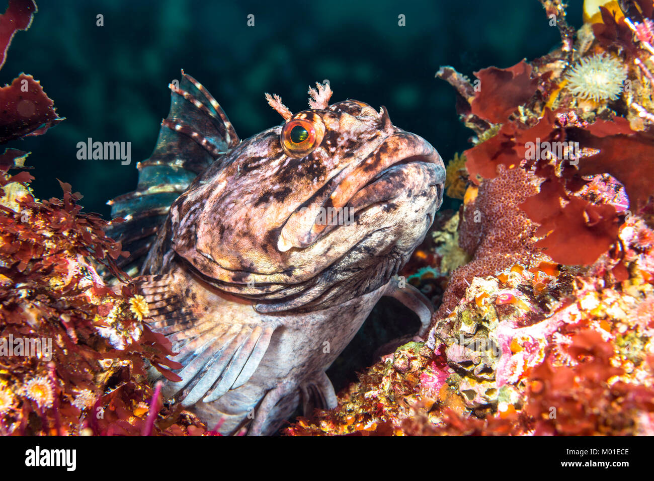 A female Cabezon game fish rests atop an underwater reef in Southern California Stock Photo