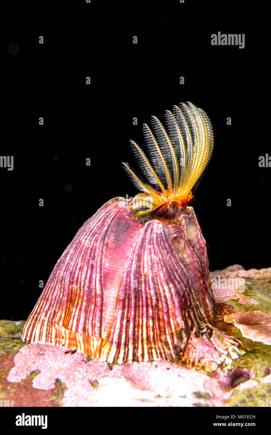 A feeding acorn barnacle extends its feathered cirri, catching plankton and particles as a source of food. Barnacles are small and fast feeding. Stock Photo