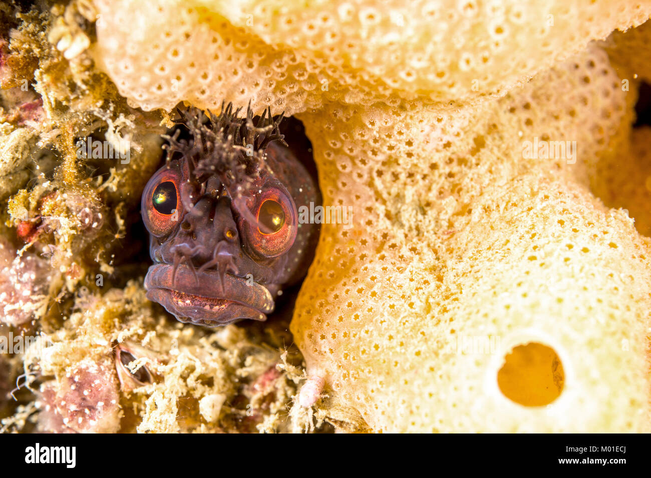A small fringehead blenny fish peeks out of a hole on a reef in southern California. Animals are hard to find and they are small and hide in tiny hole. Stock Photo
