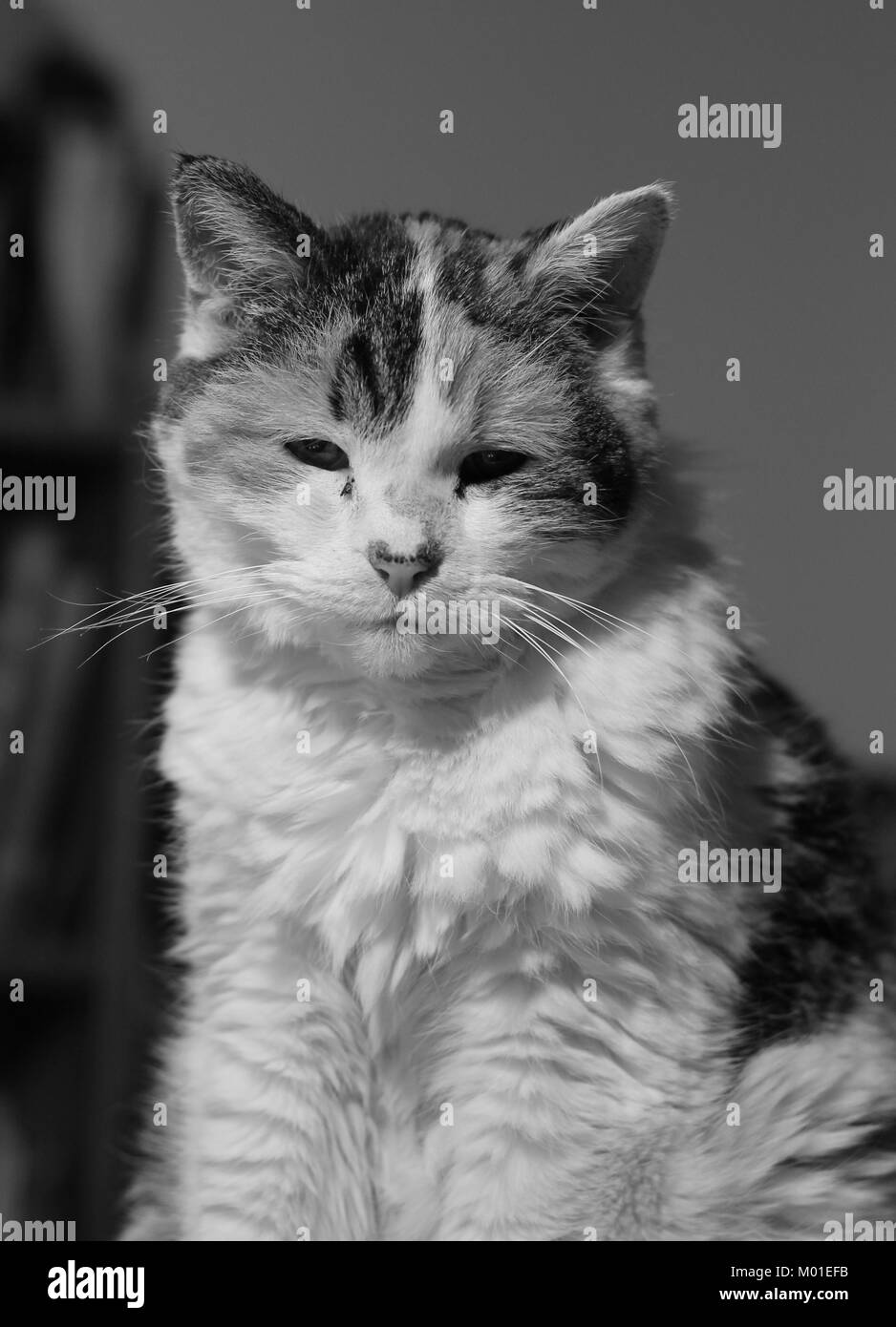 Black-and-white close-up image of a calico cat Stock Photo