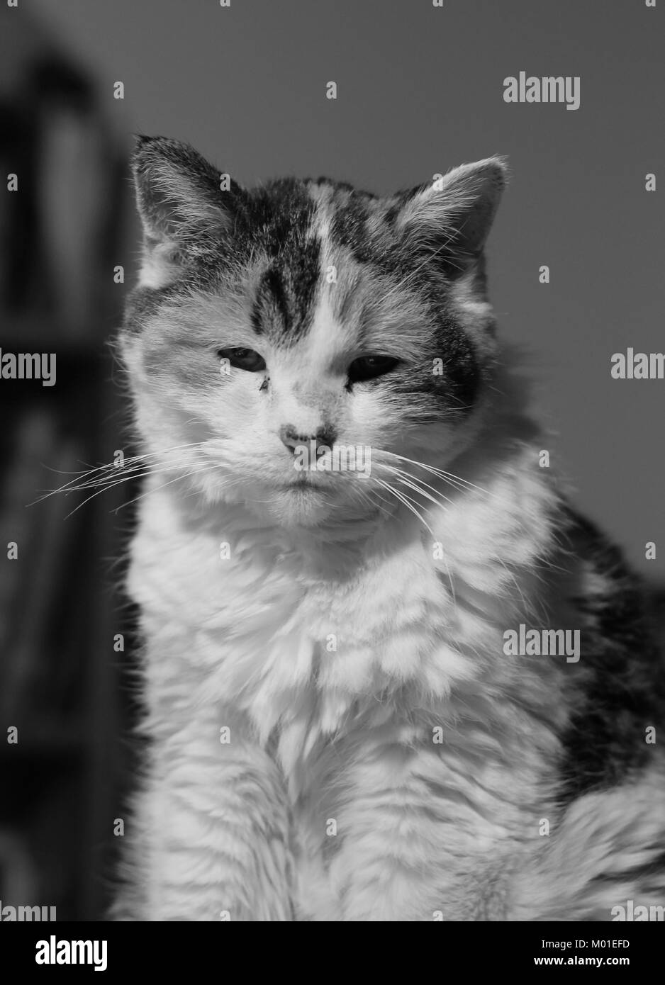 Black-and-white close-up image of a calico cat Stock Photo