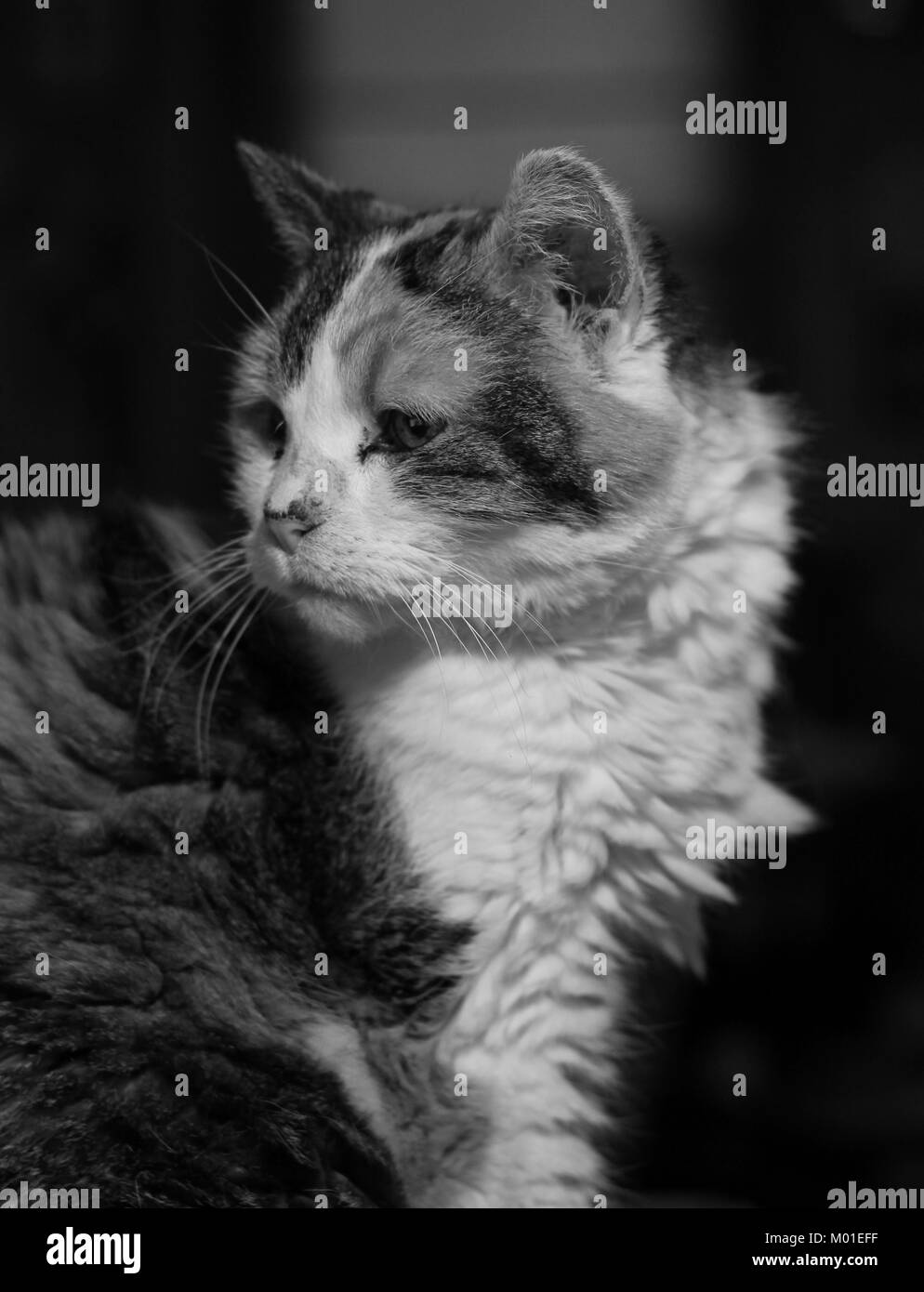 Black-and-white close-up image of a calico cat Stock Photo