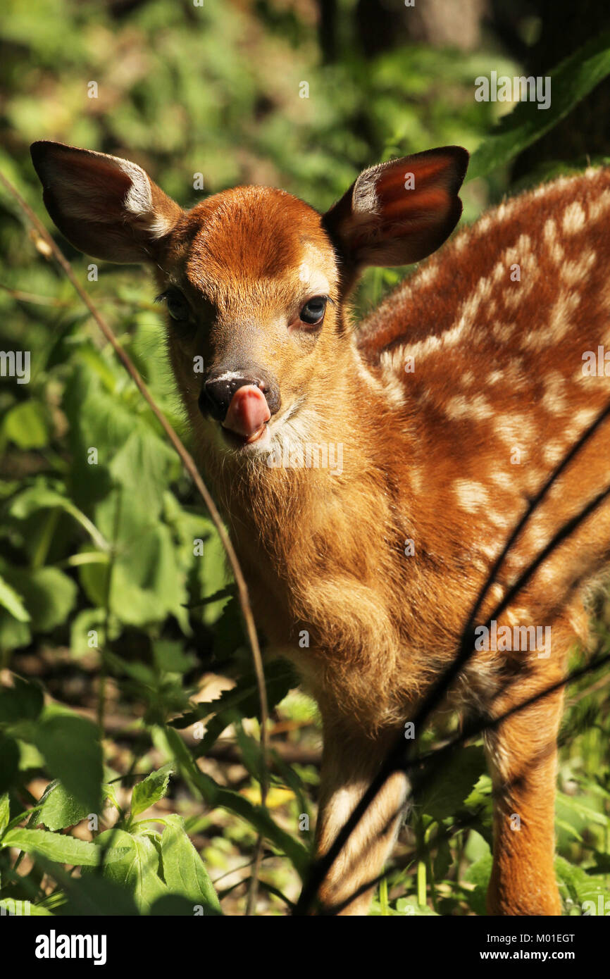 Deer fawn in forest with tongue sticking out at camera Stock Photo Alamy