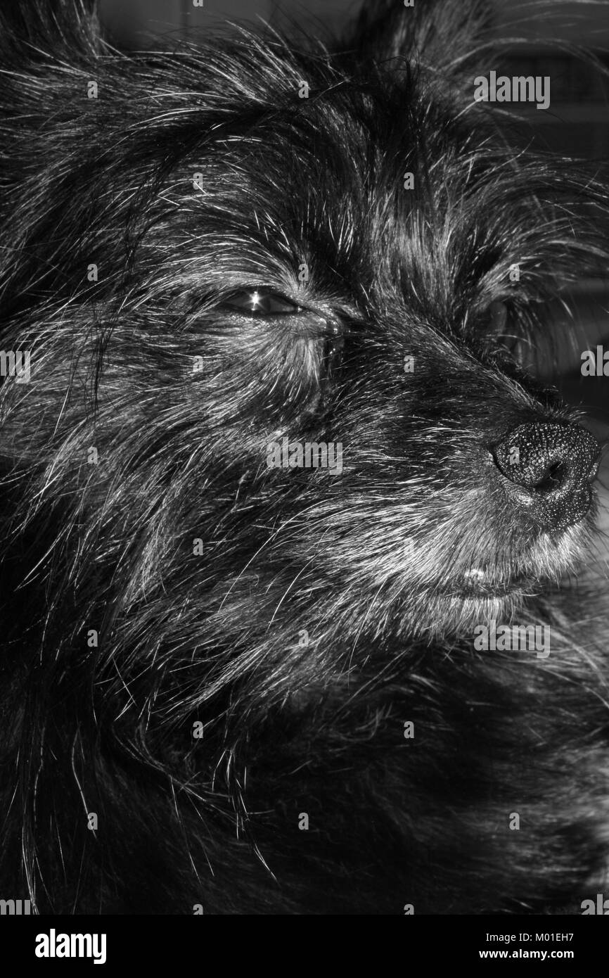 Black-and-white close-up image of a small black mixed-breed dog Stock Photo