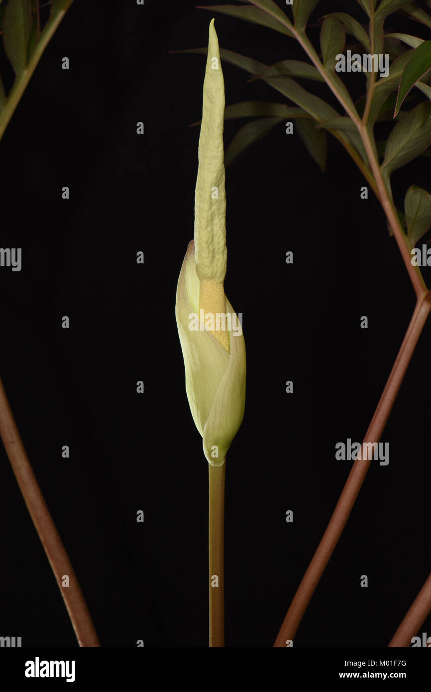 Amorphophallus operculatus. Carrion Lily. Voodoo Lily. Araceae Stock Photo
