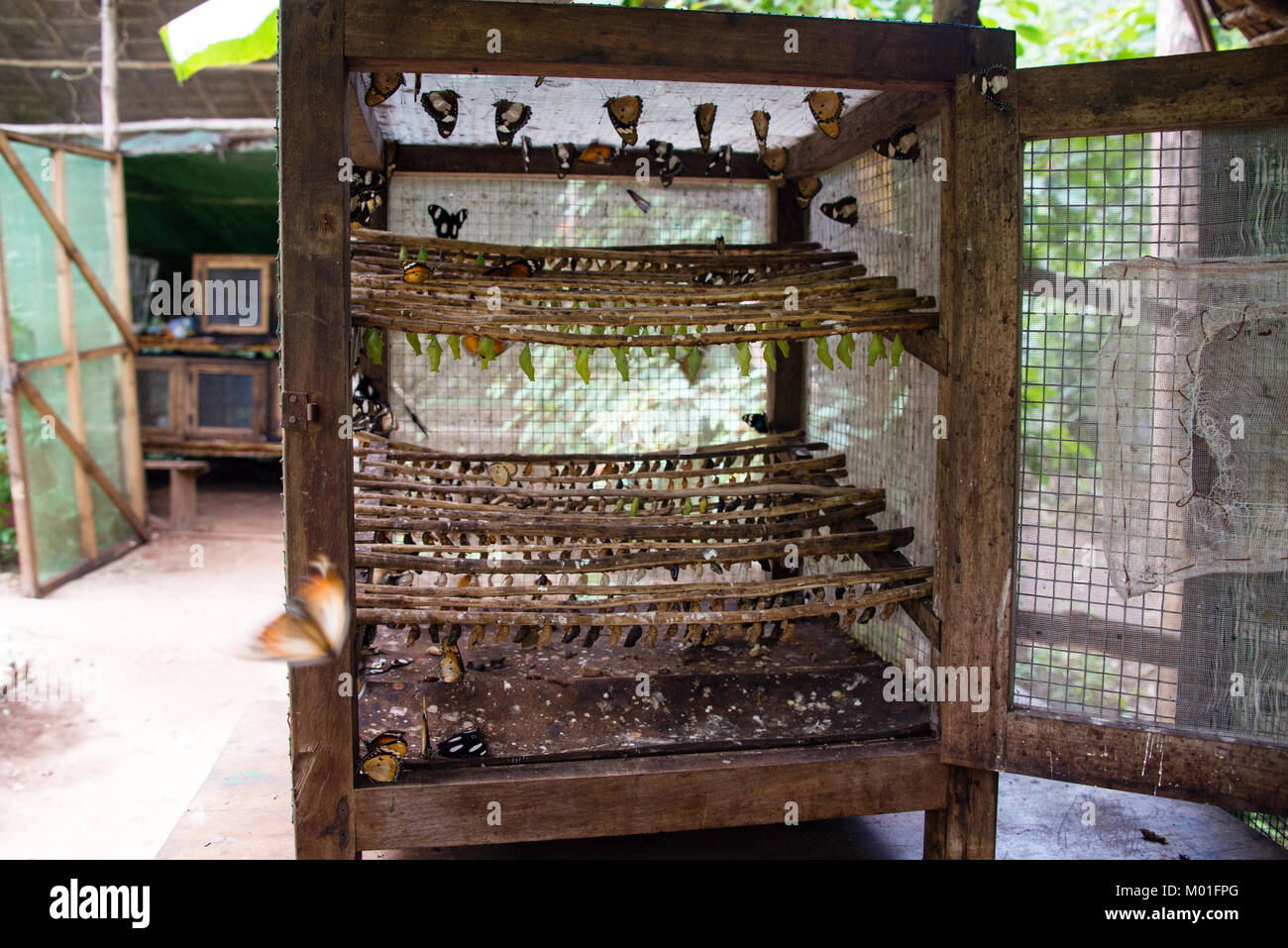 Butterfly egg hatching unit in Butterfly farm, Zanzibar, Tanzania Stock Photo