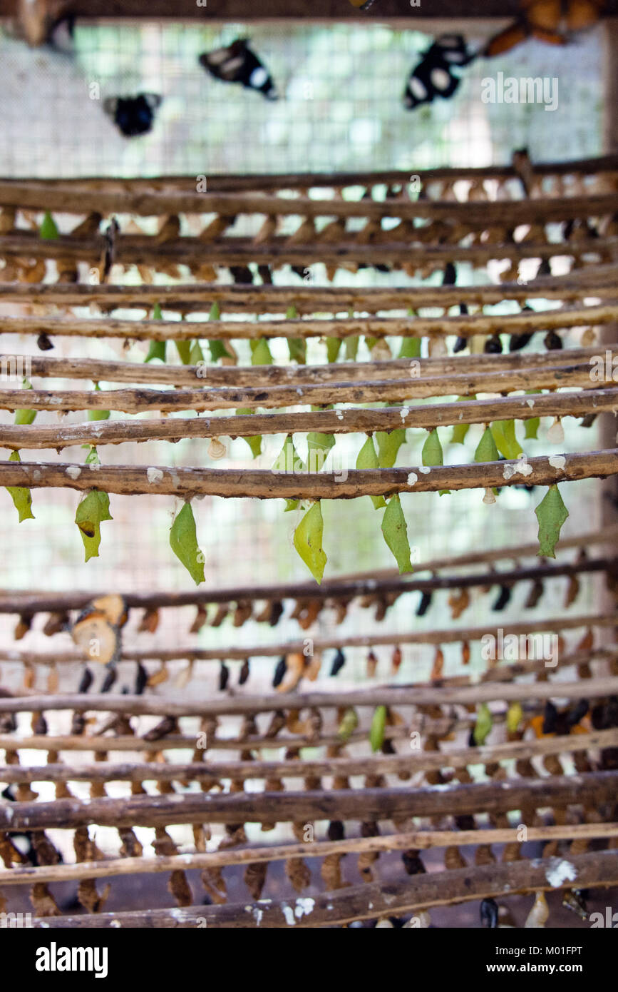Butterfly egg hatching unit in Butterfly farm, Zanzibar, Tanzania Stock Photo