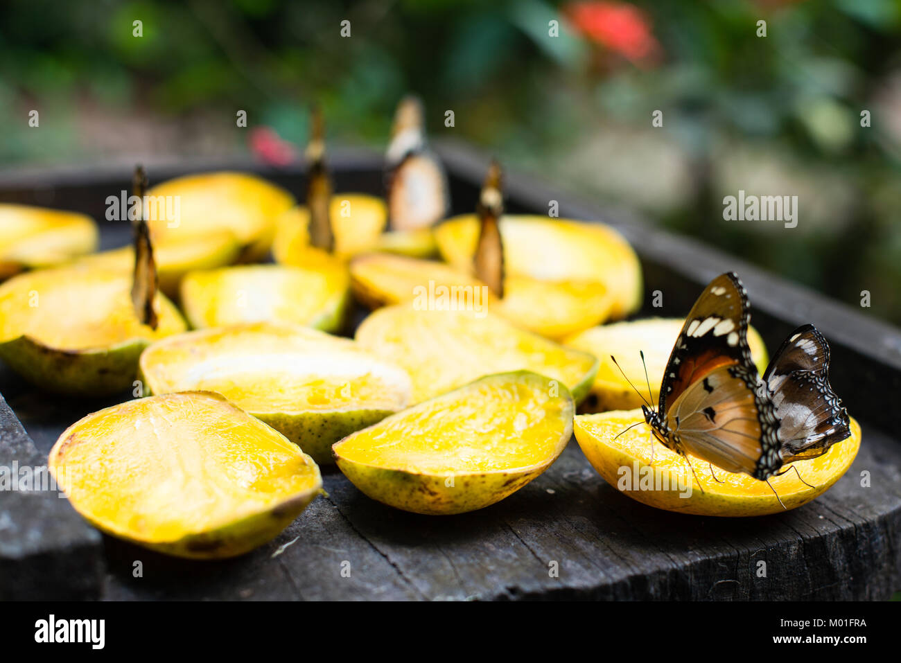 Butterflies feeding on mango fruit in Butterfly Centre, Zanzibar