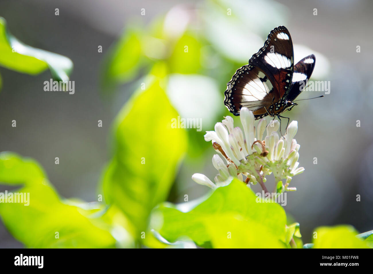 Detail of a butterfly sitting on a flower in Butterfly Centre, Zanzibar, Tanzania Stock Photo