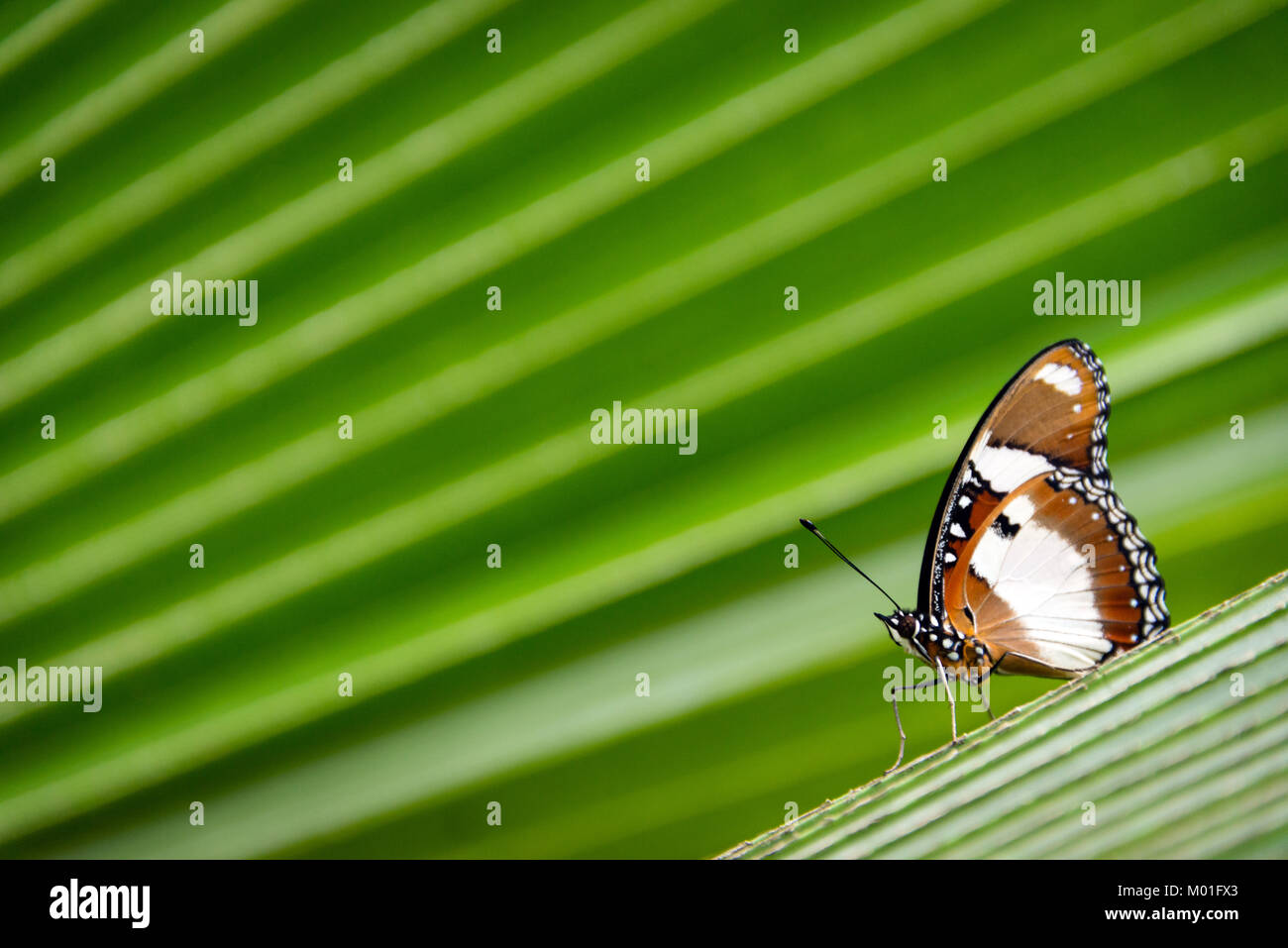Detail of a butterfly in Butterfly Centre, Zanzibar, Tanzania Stock