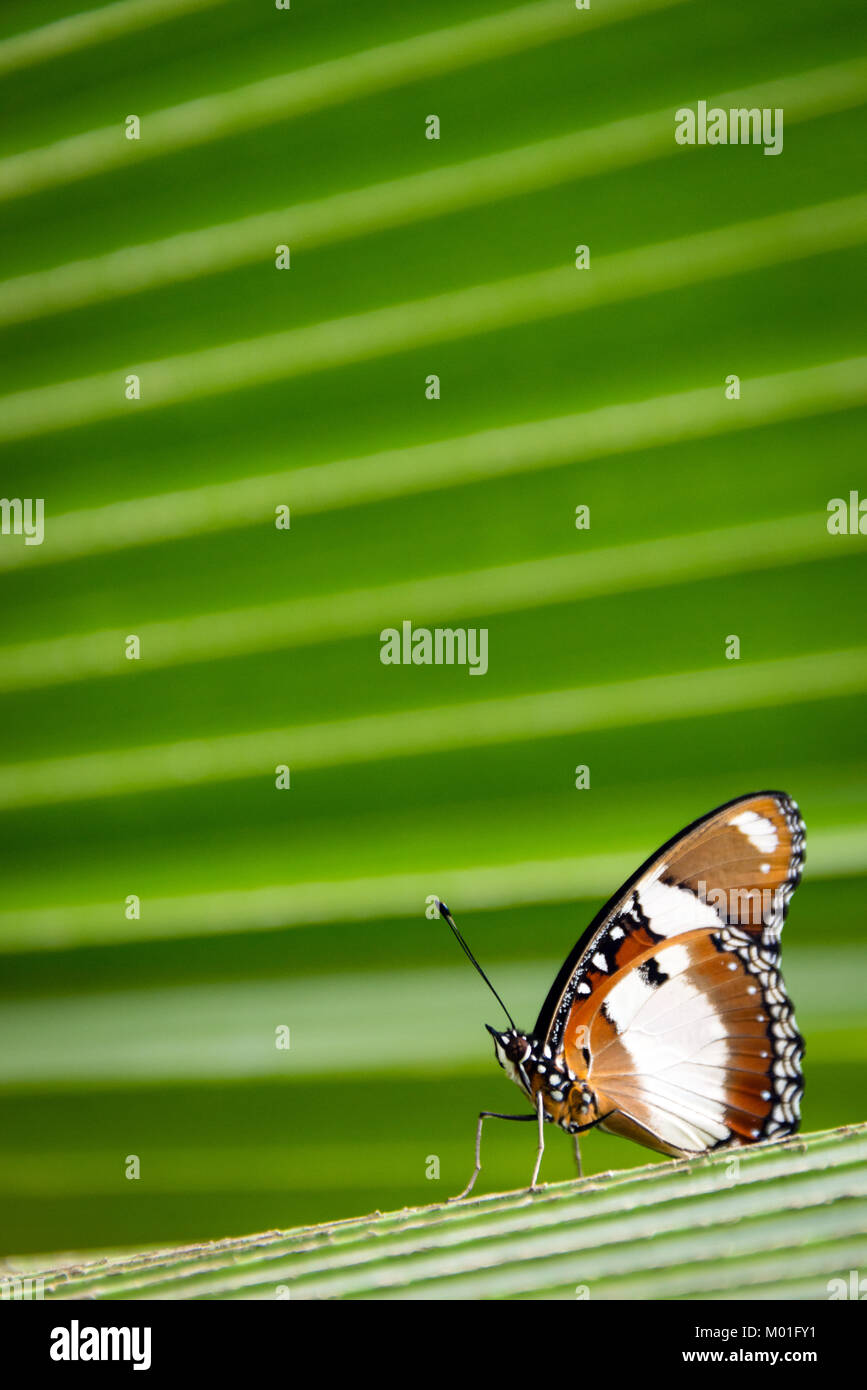 Detail of a butterfly in Butterfly Centre, Zanzibar, Tanzania Stock Photo