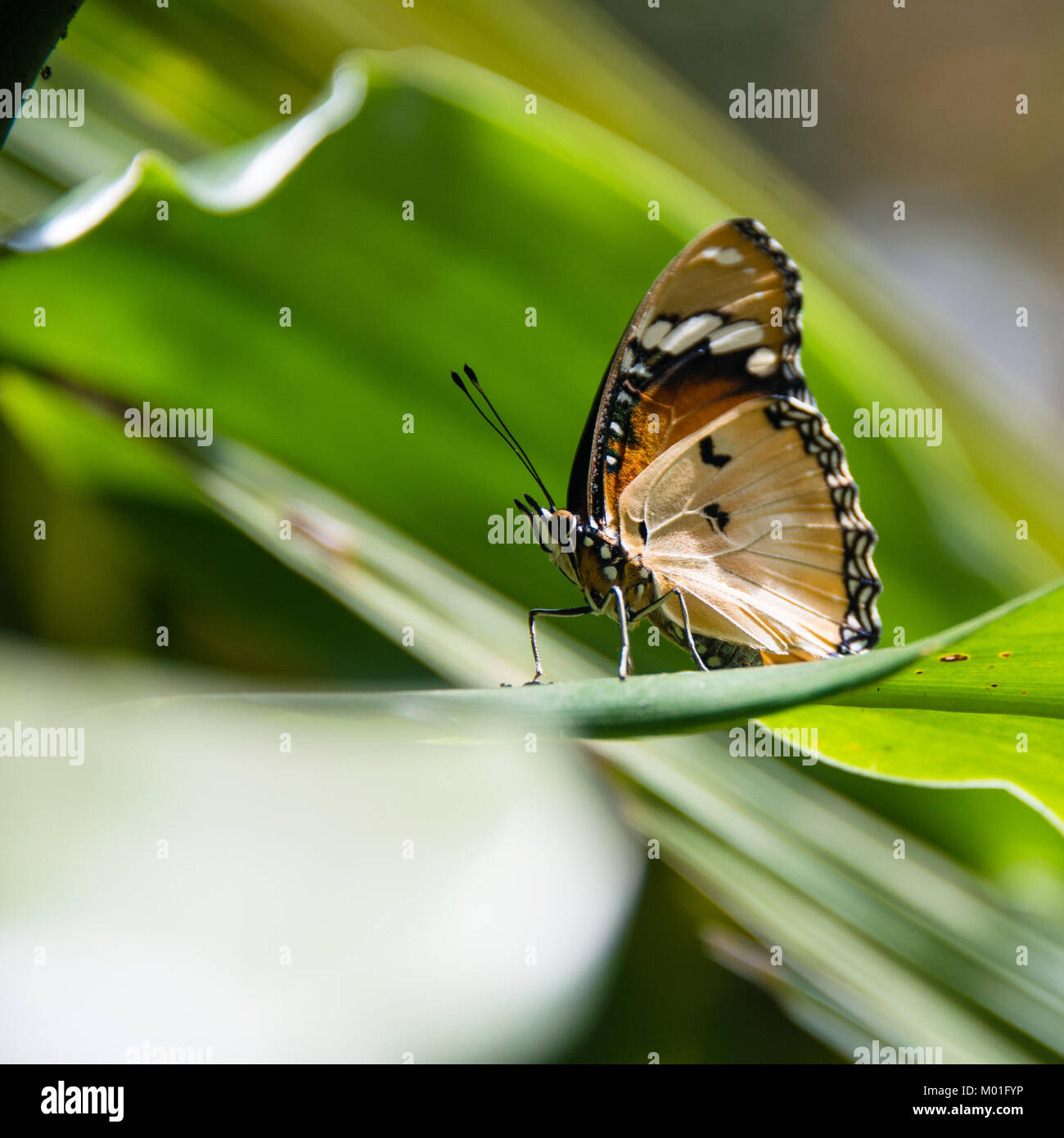 Detail of a butterfly in Butterfly Centre, Zanzibar, Tanzania Stock Photo