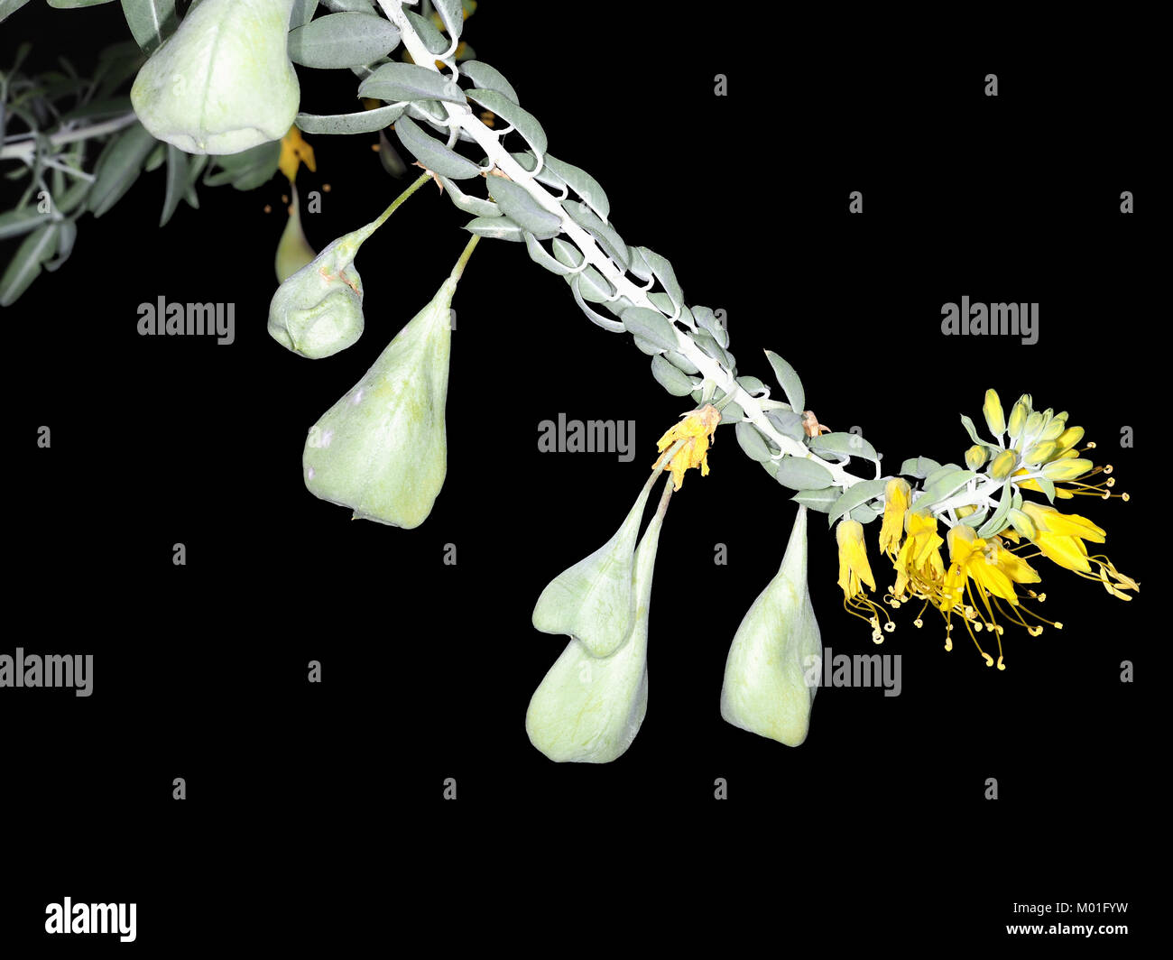 Peritoma arborea (formerly Isomeris arborea, syn. Cleome isomeris), flowers and fruits Stock Photo