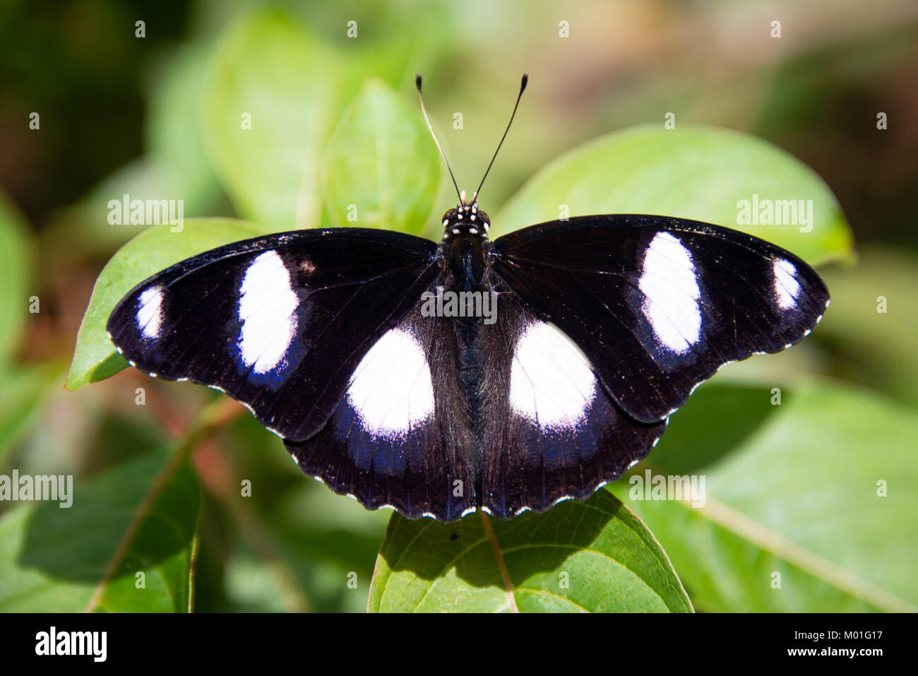 Detail of a butterfly in Butterfly Centre, Zanzibar, Tanzania Stock Photo