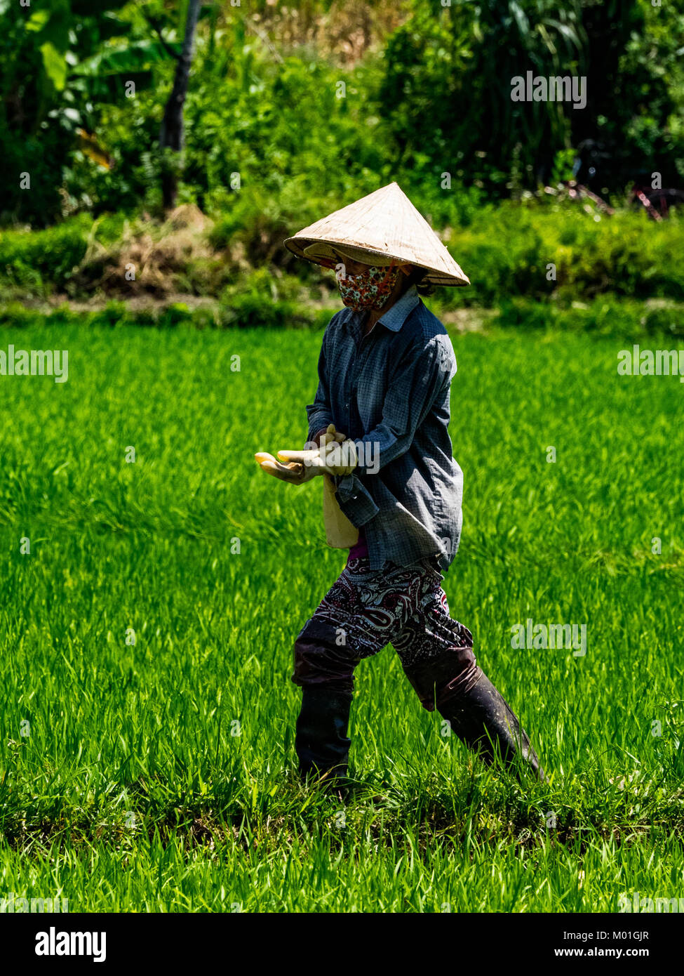 Rice pickers in Hoi An Stock Photo