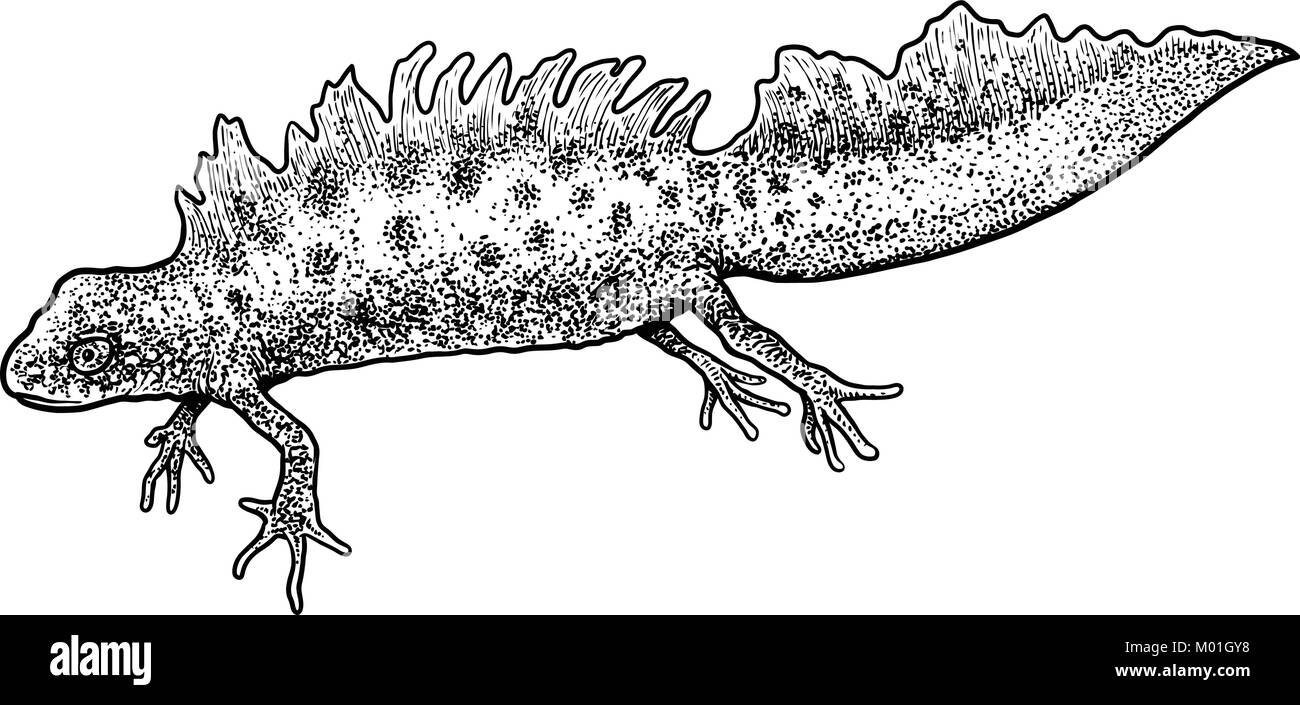 Great Crested Newt illustration, drawing, engraving, ink, line art, vector Stock Vector