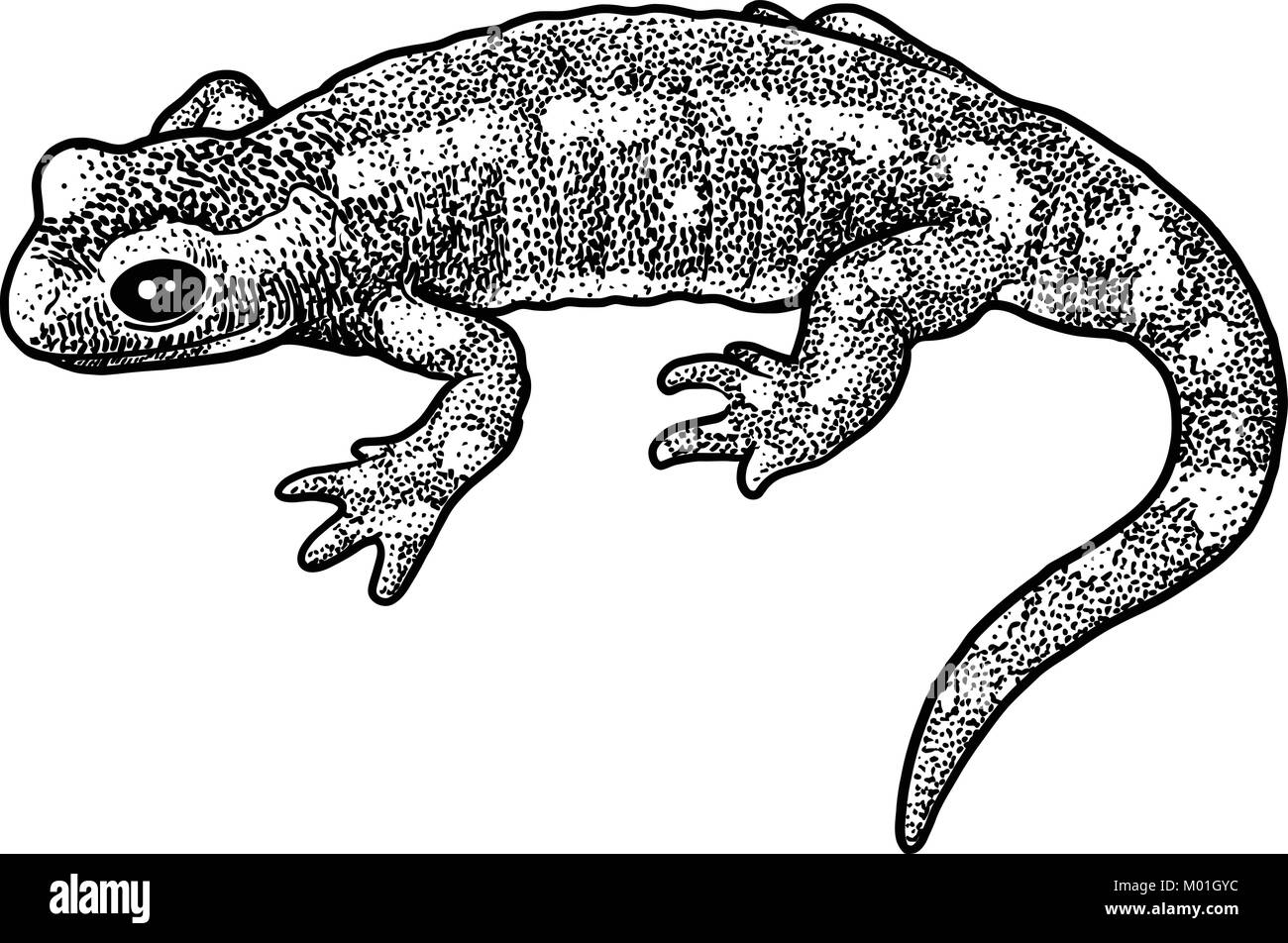 Fire salamander illustration, drawing, engraving, ink, line art, vector Stock Vector