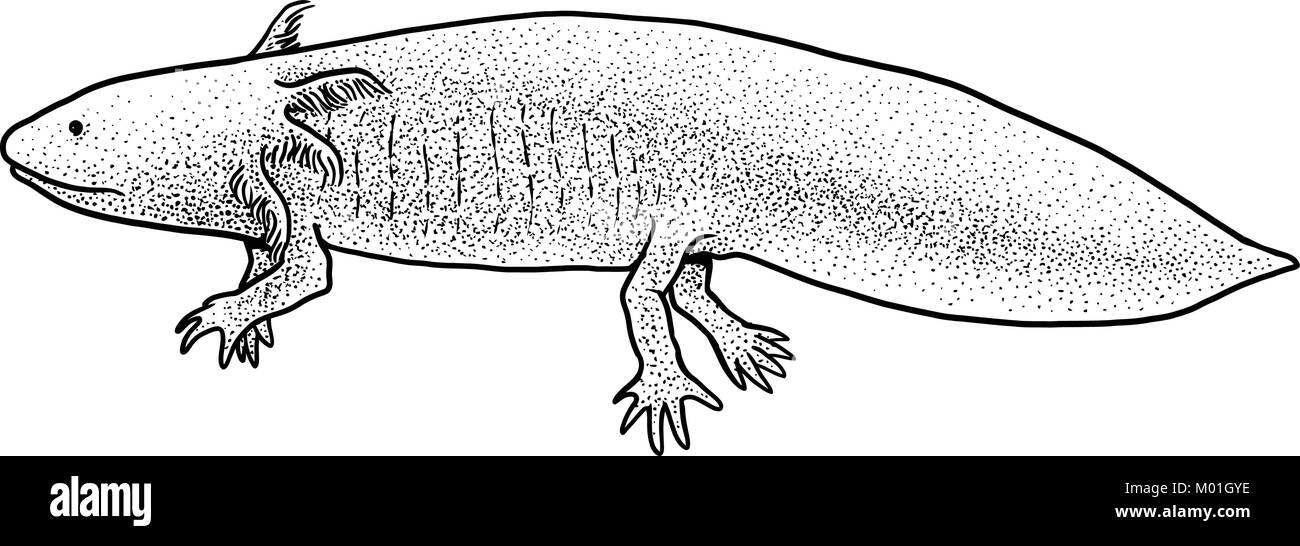 Axolotl illustration, drawing, engraving, ink, line art, vector Stock Vector